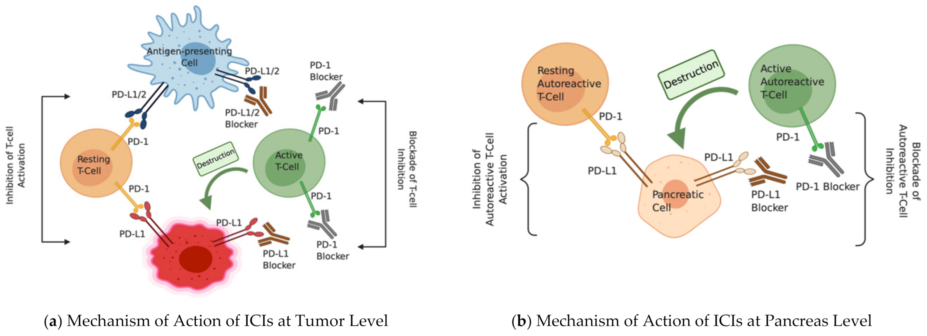 Ijms 22 02093 g001 Ijms 22 02093 g001