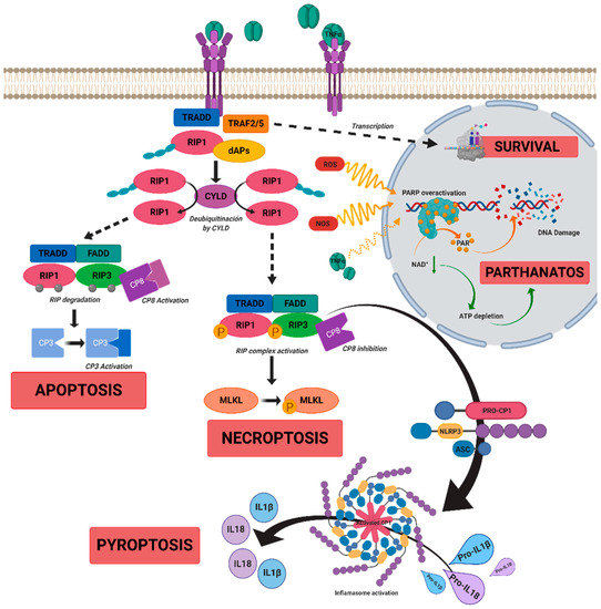 Ijms 22 02096 g001 550