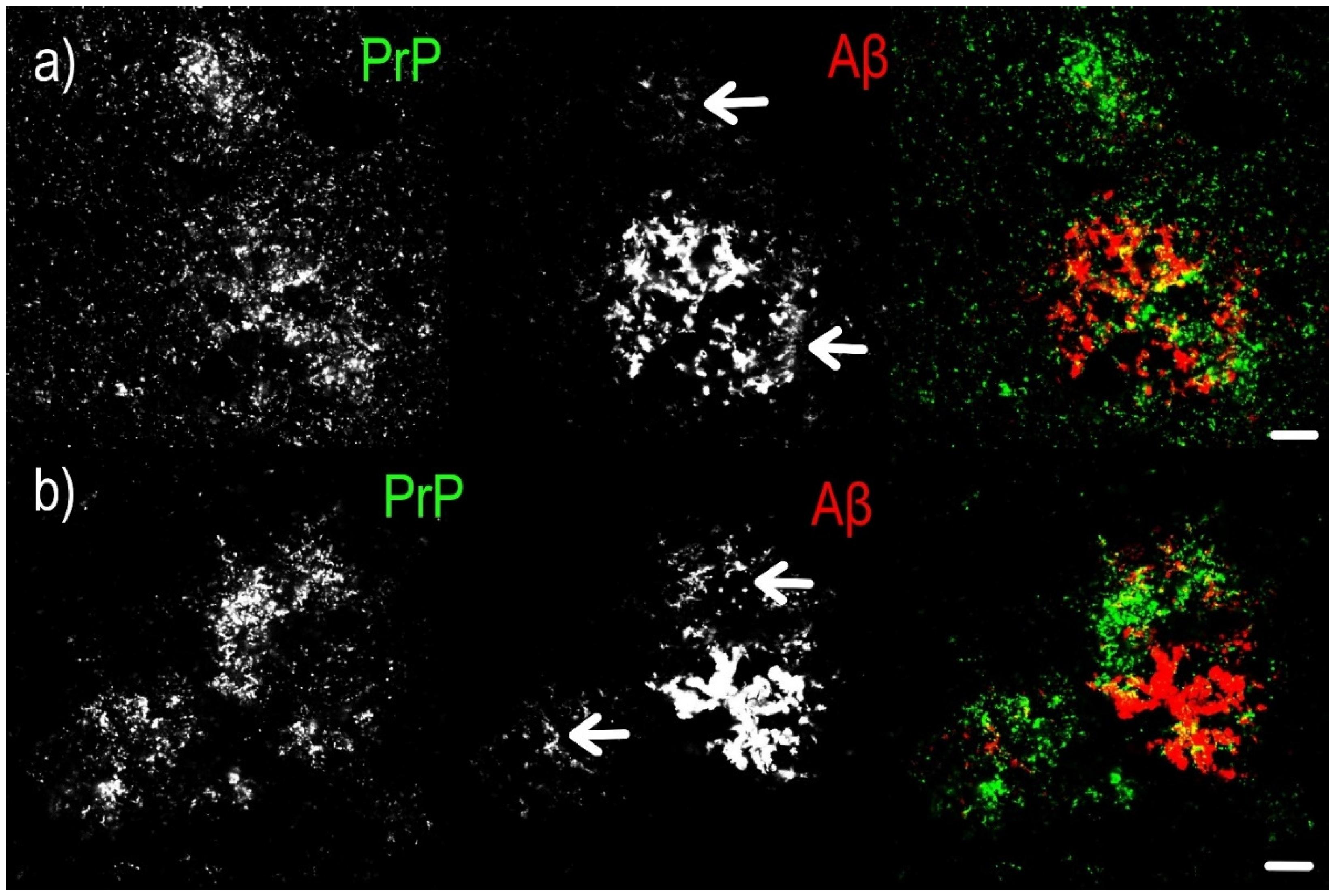 Ijms 22 02099 g002 Ijms 22 02099 g002