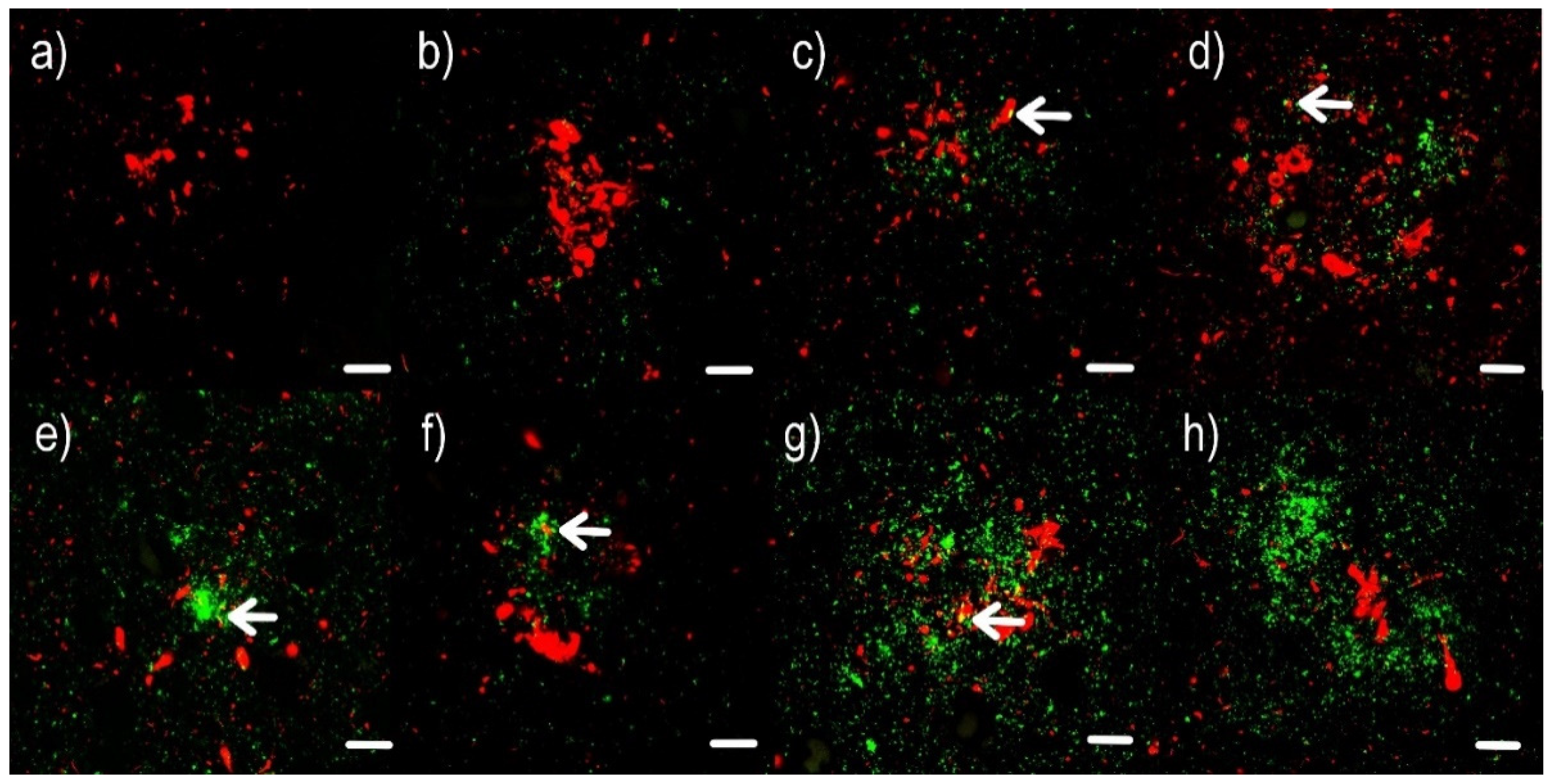 Ijms 22 02099 g003 Ijms 22 02099 g003