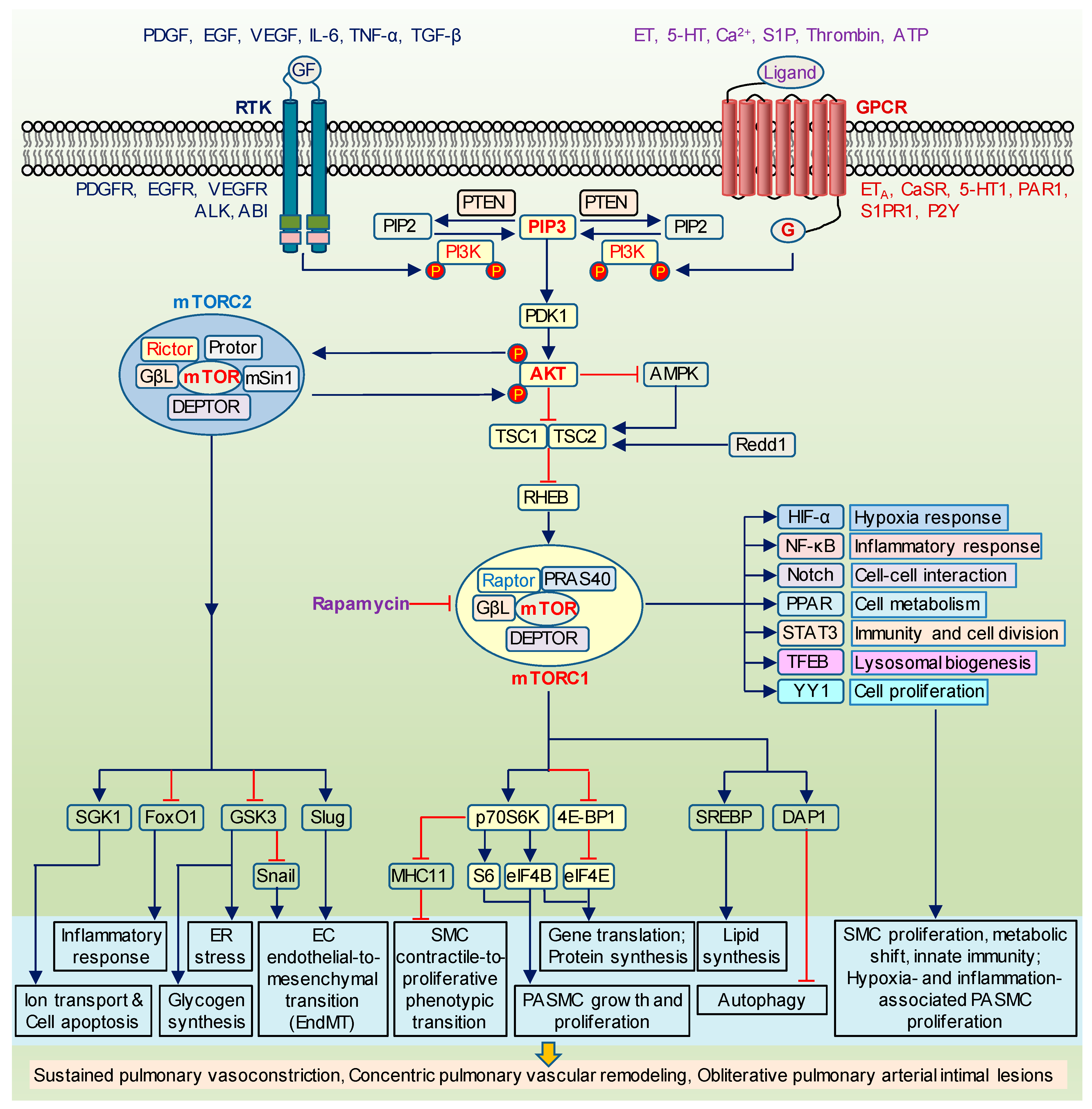 Ijms 22 02144 g001 Ijms 22 02144 g001