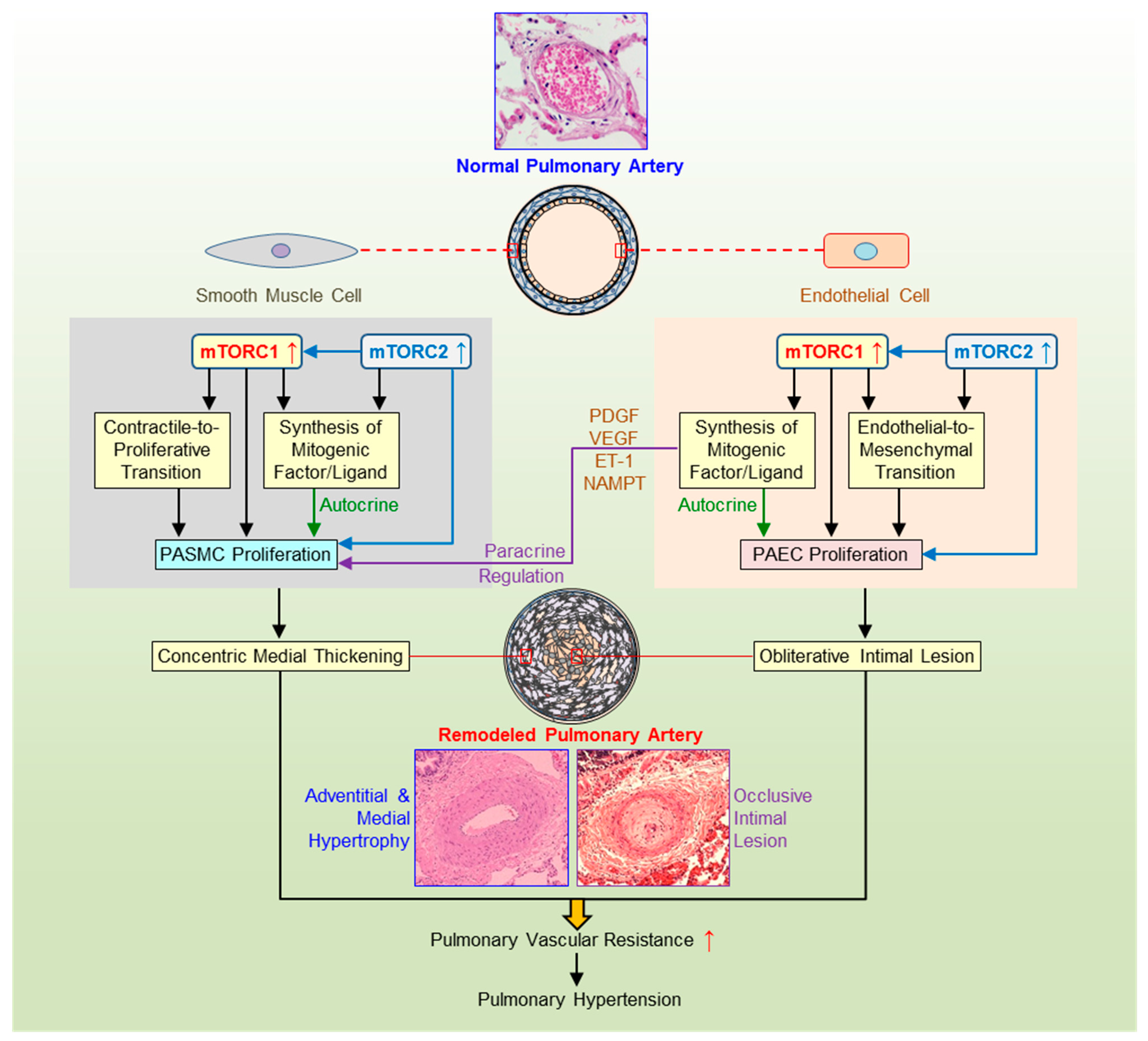 Ijms 22 02144 g002 Ijms 22 02144 g002