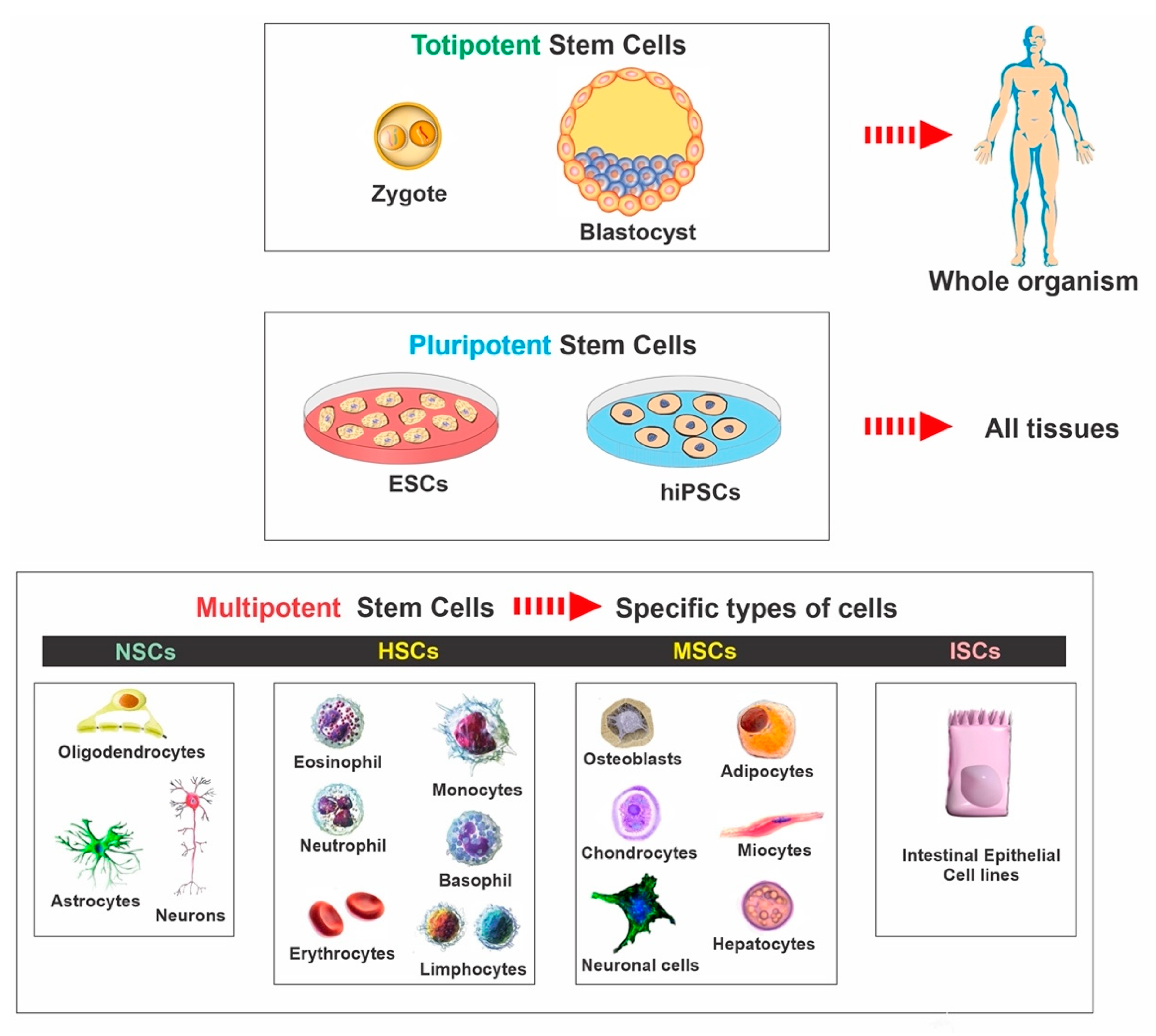 https://www.mdpi.com/ijms/ijms-22-02153/article_deploy/html/images/ijms-22-02153-g001.png