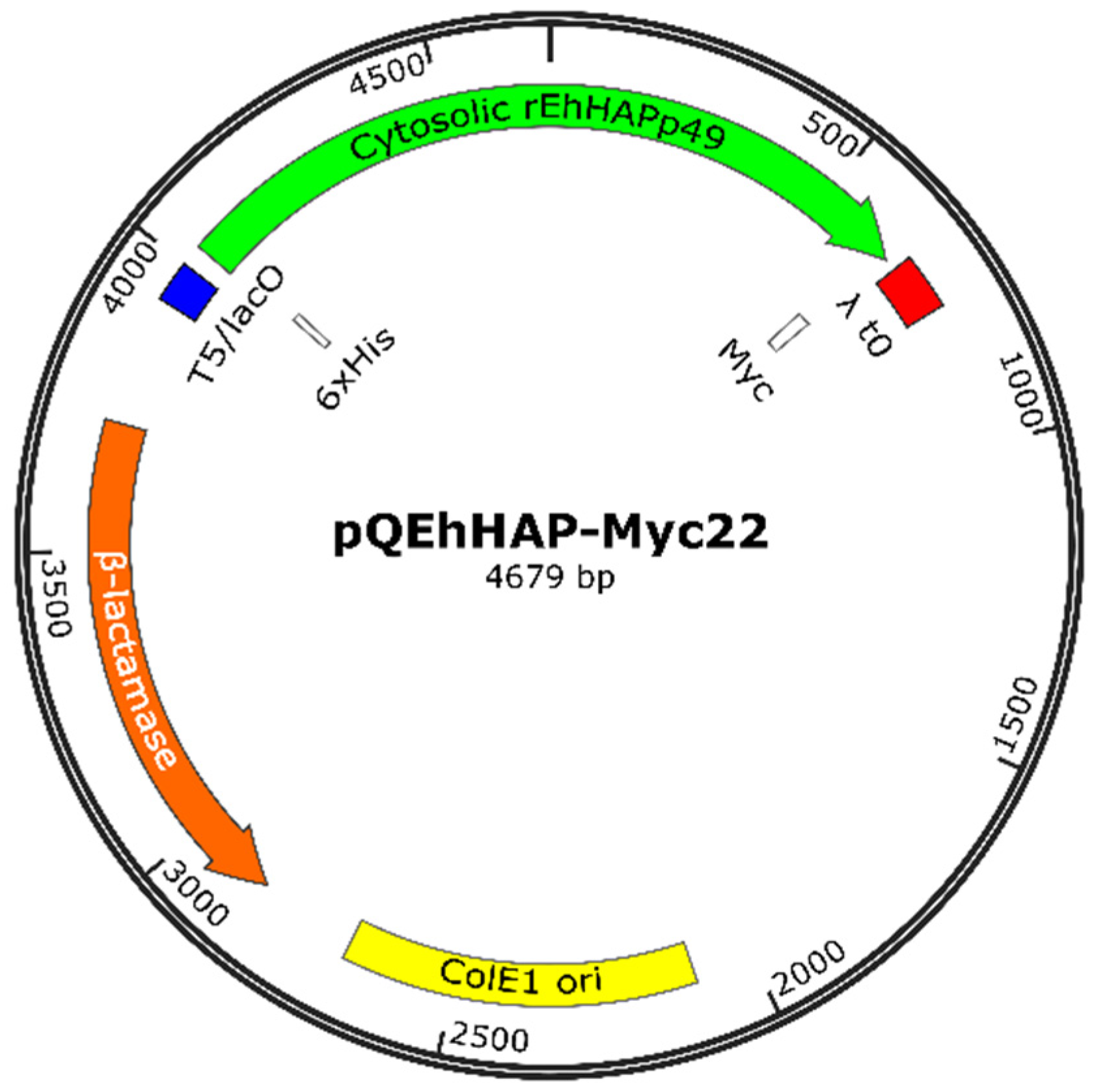 Ijms 22 02164 g008 Ijms 22 02164 g008