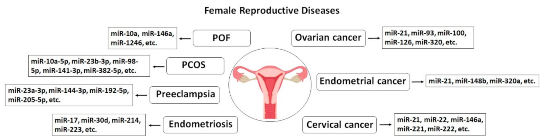 イチエー Exosomes as Biomarkers for Female Reproductive Diseases