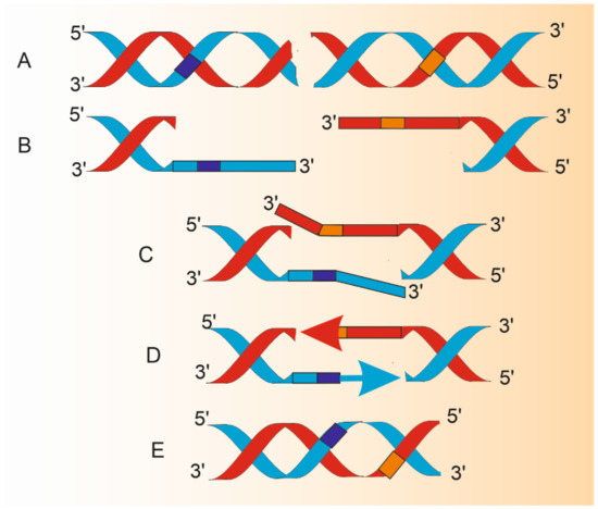 Ijms Free Full Text Single Strand Annealing In Cancer Html