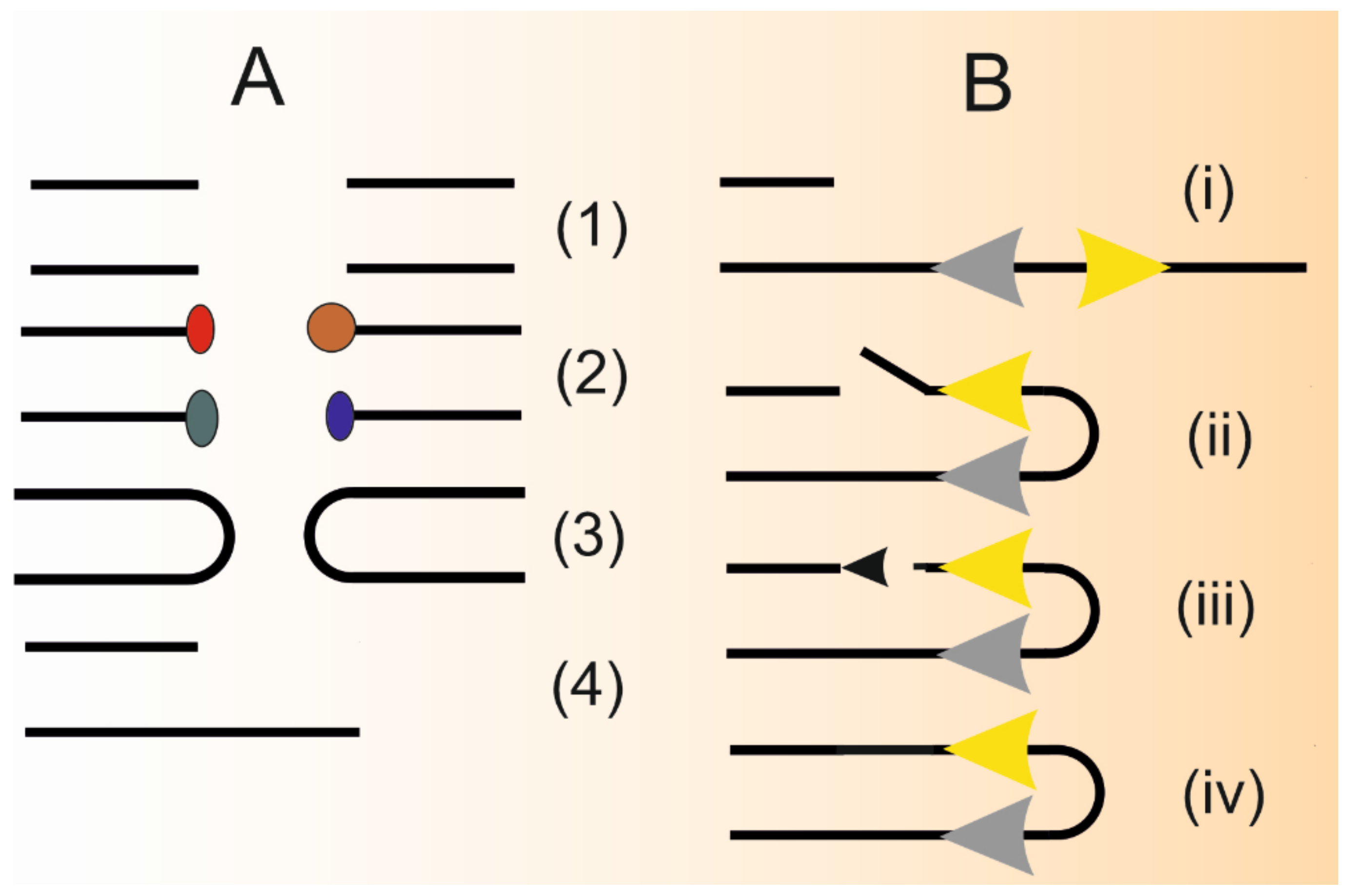 Ijms Free Full Text Single Strand Annealing In Cancer Html