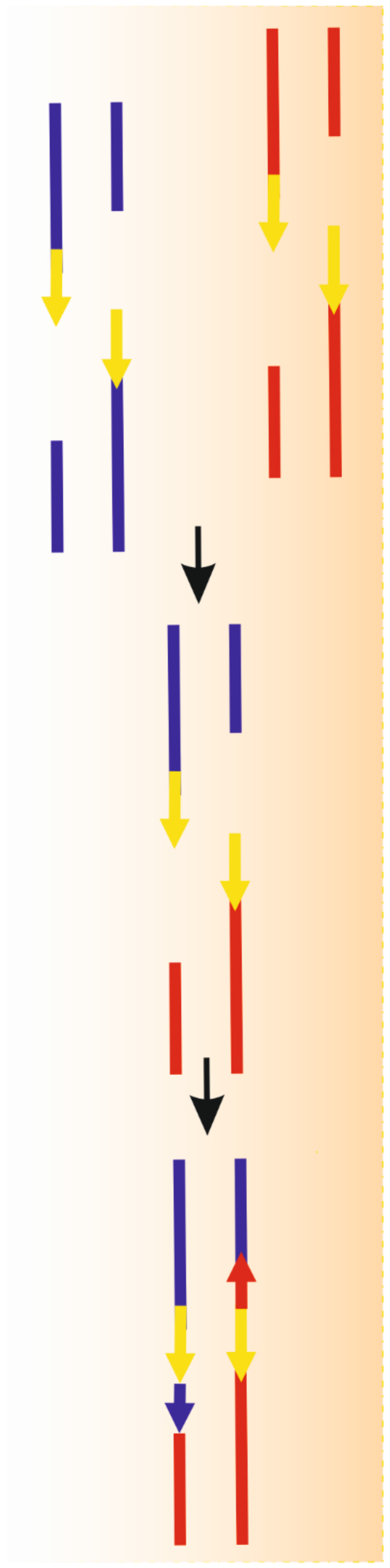 Ijms Free Full Text Single Strand Annealing In Cancer Html
