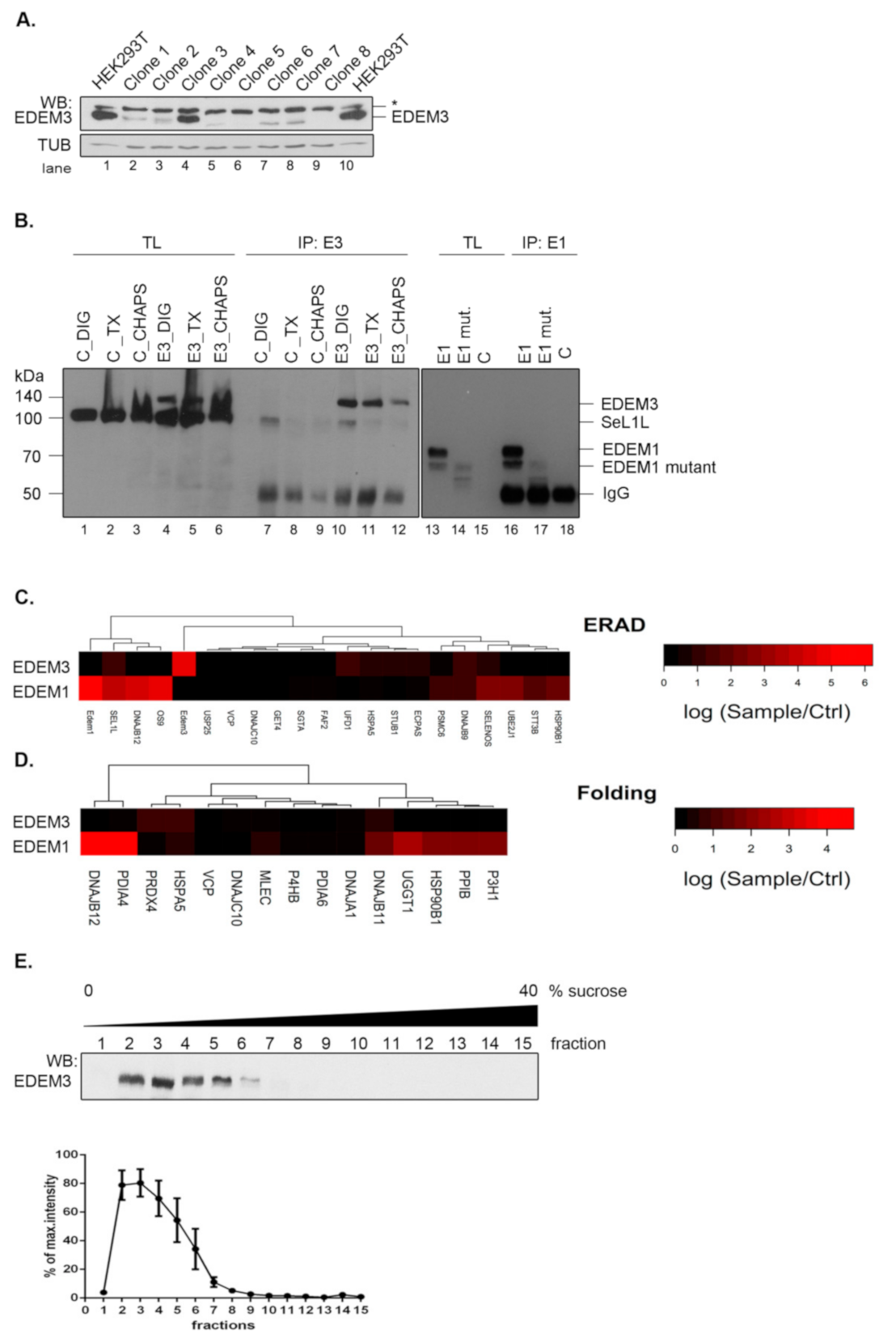 Ijms Free Full Text Edem3 Domains Cooperate To Perform Its Overall Cell Functioning Html
