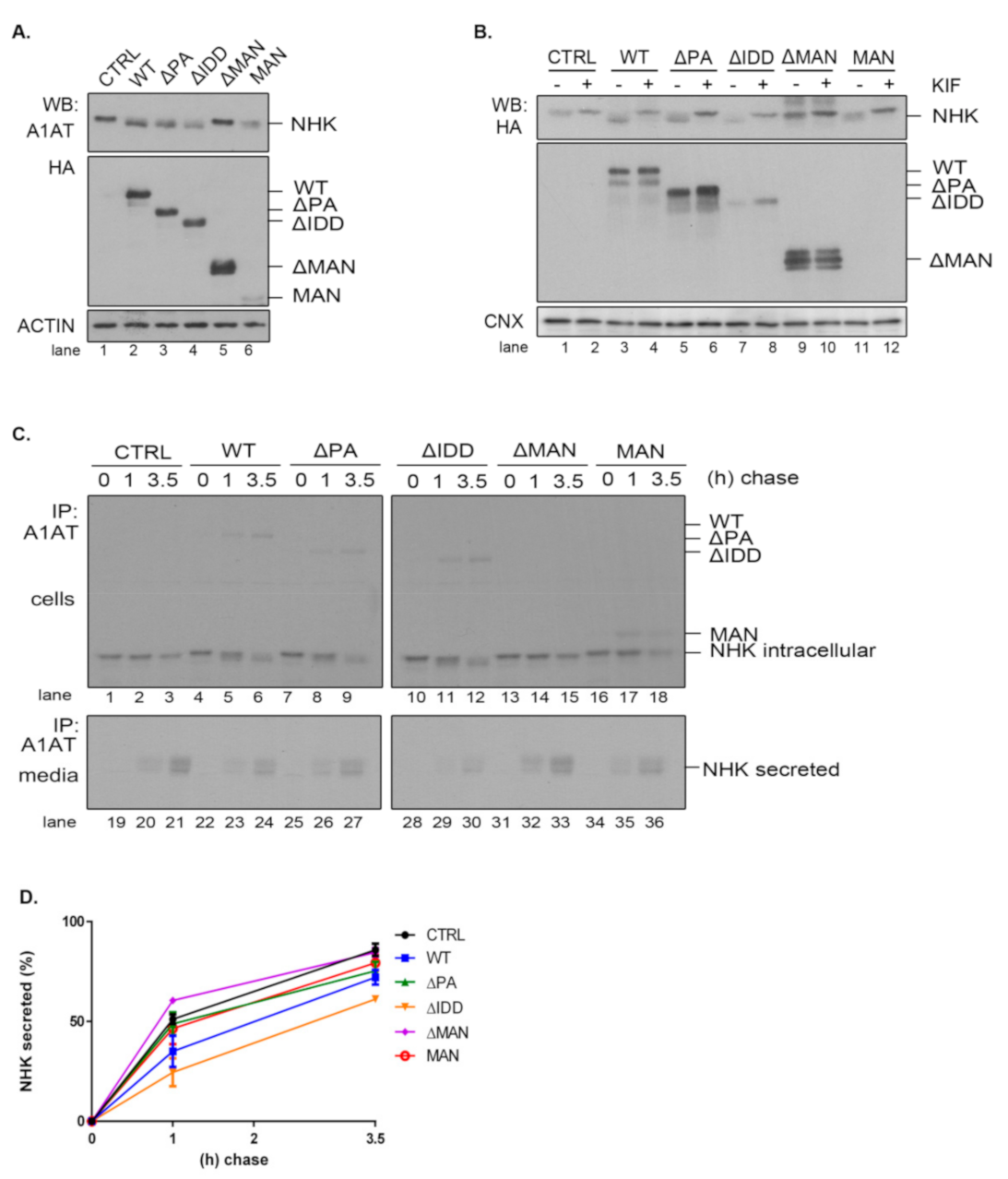 Ijms Free Full Text Edem3 Domains Cooperate To Perform Its Overall Cell Functioning Html
