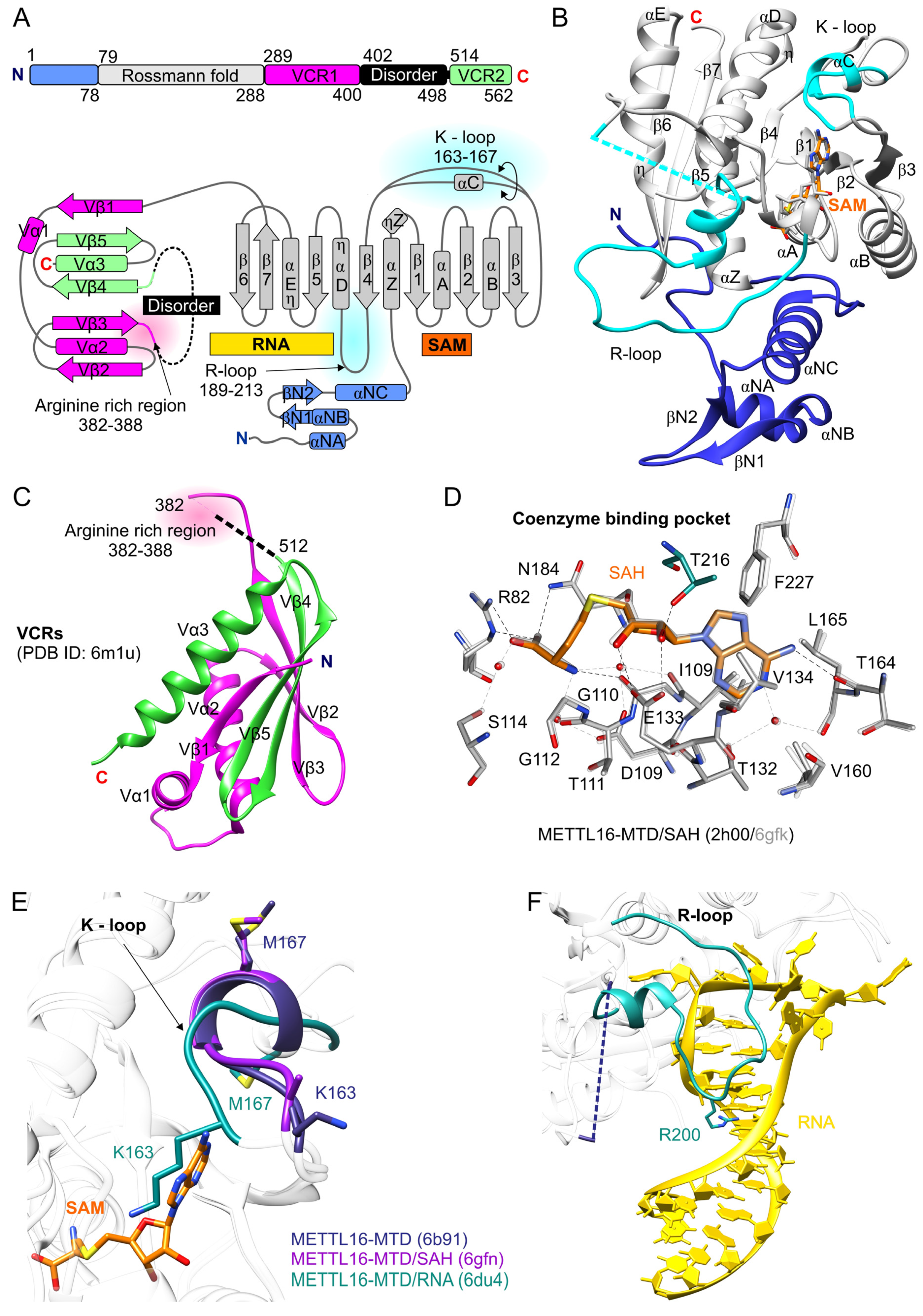 Ijms Free Full Text Mettl16 Methyltransferase Like Protein 16 Current Insights Into Structure And Function Html Ijms Free Full Text Mettl16 Methyltransferase Like Protein 16 Current Insights Into Structure And Function Html