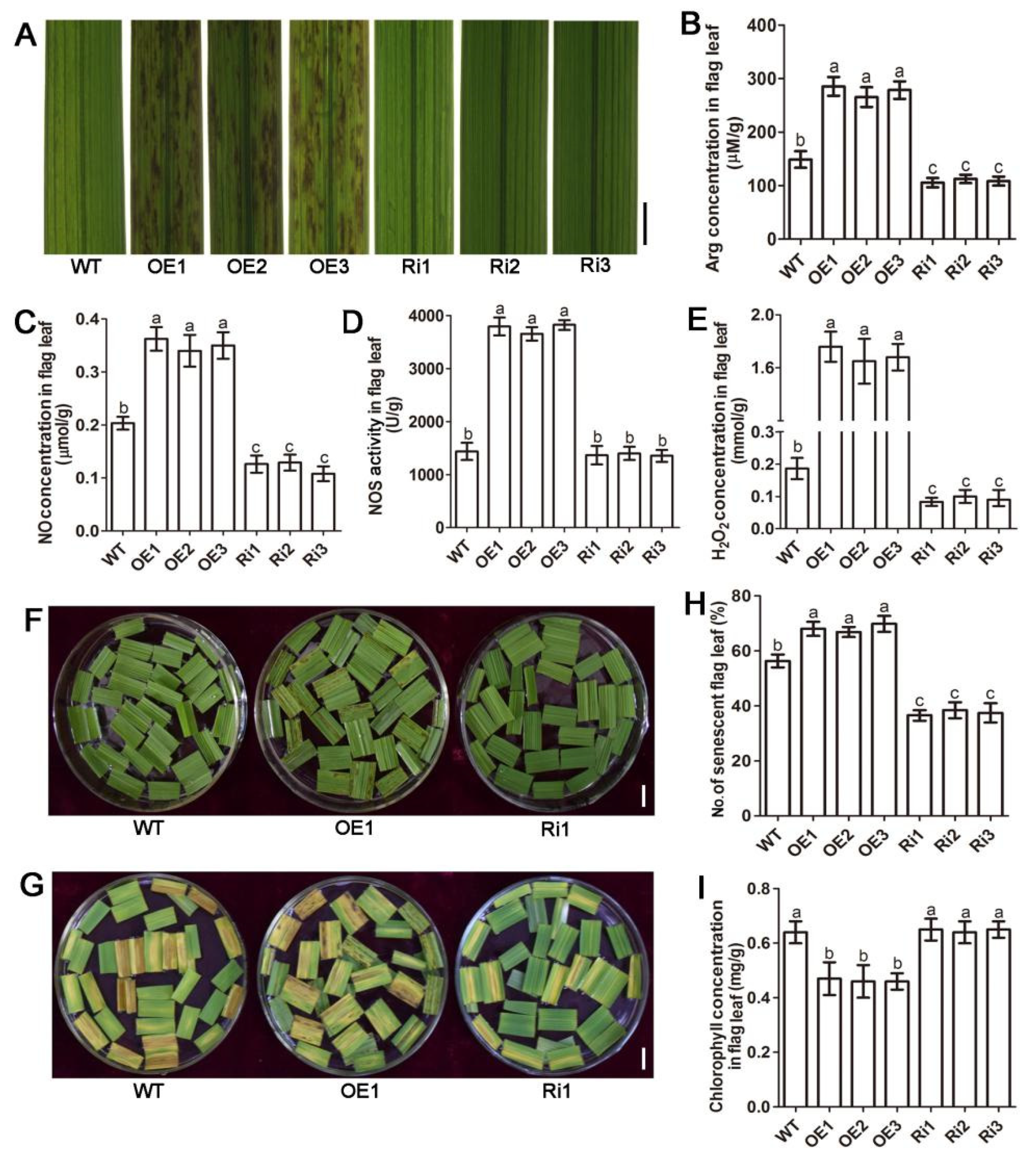 Ijms 22 02181 g001 Ijms 22 02181 g001