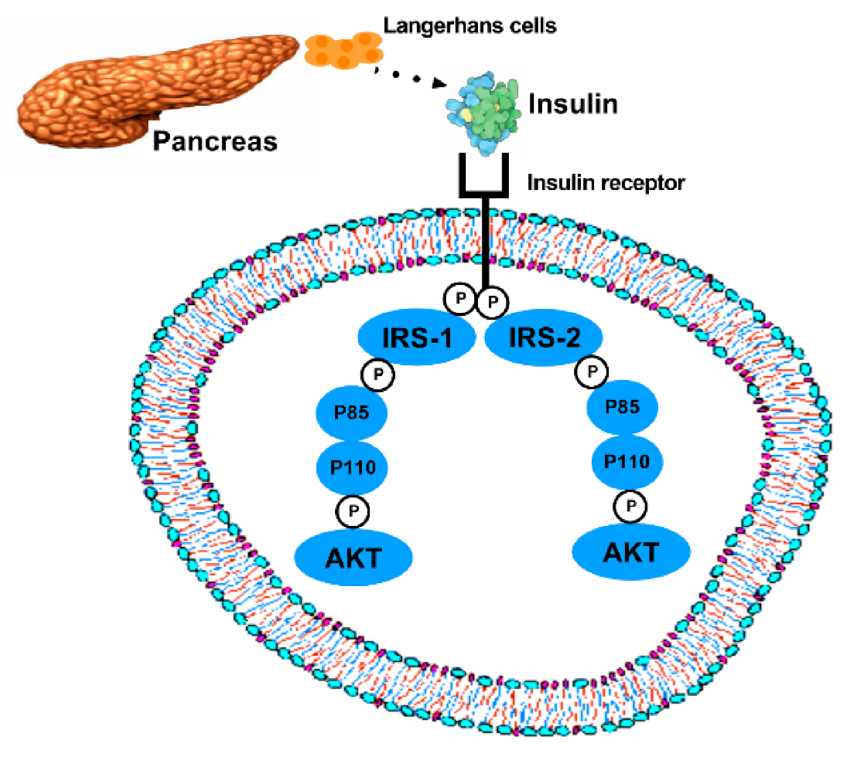 Ijms 22 02199 g001 Ijms 22 02199 g001
