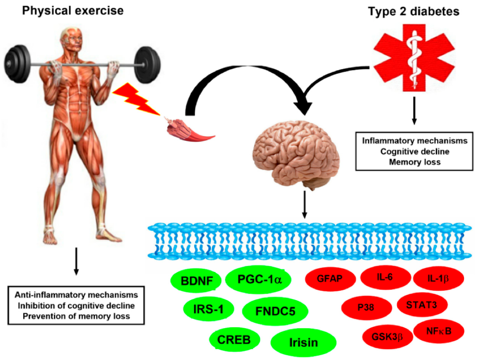 Ijms 22 02199 g004 Ijms 22 02199 g004