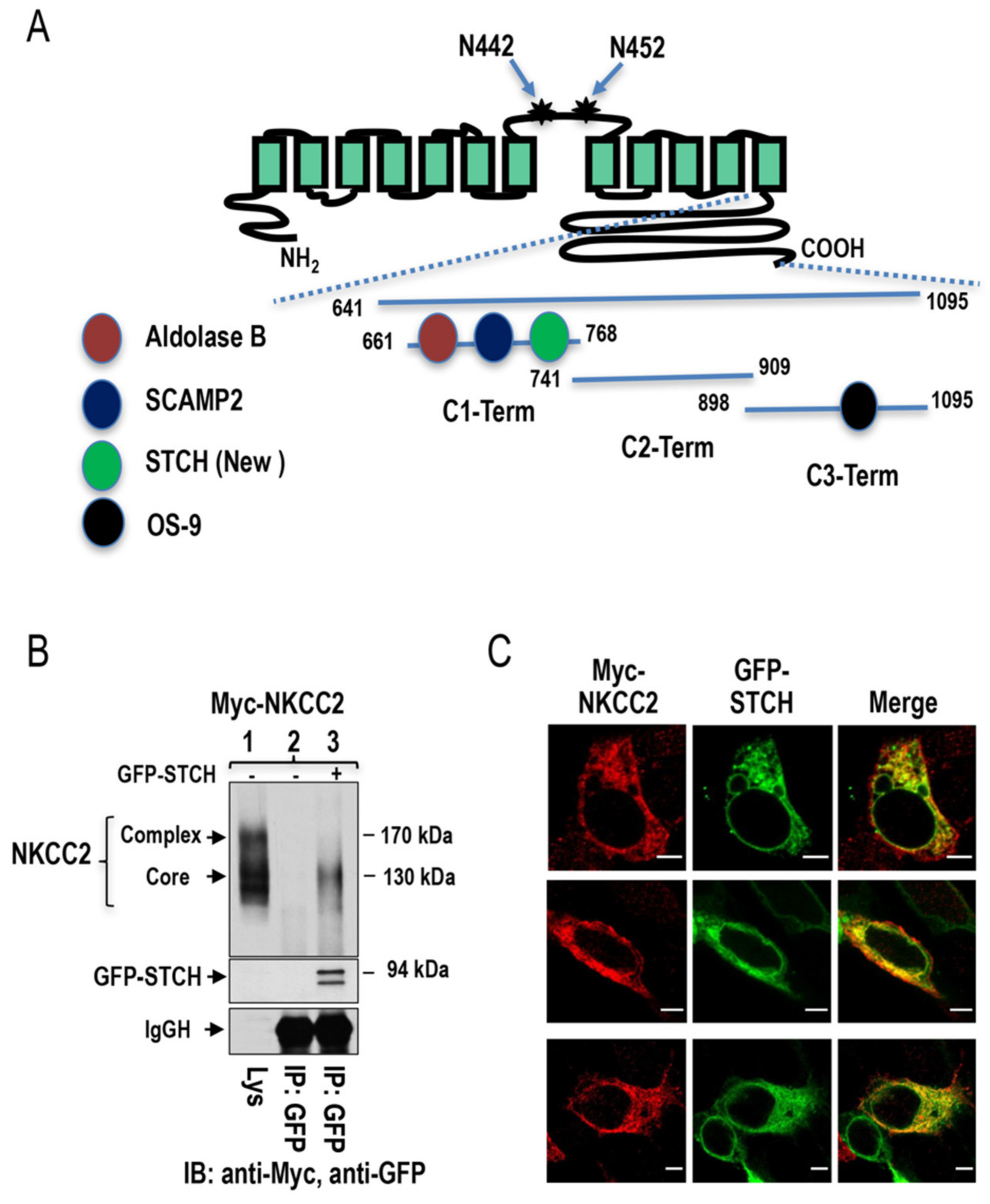 Ijms 22 02207 g001 Ijms 22 02207 g001