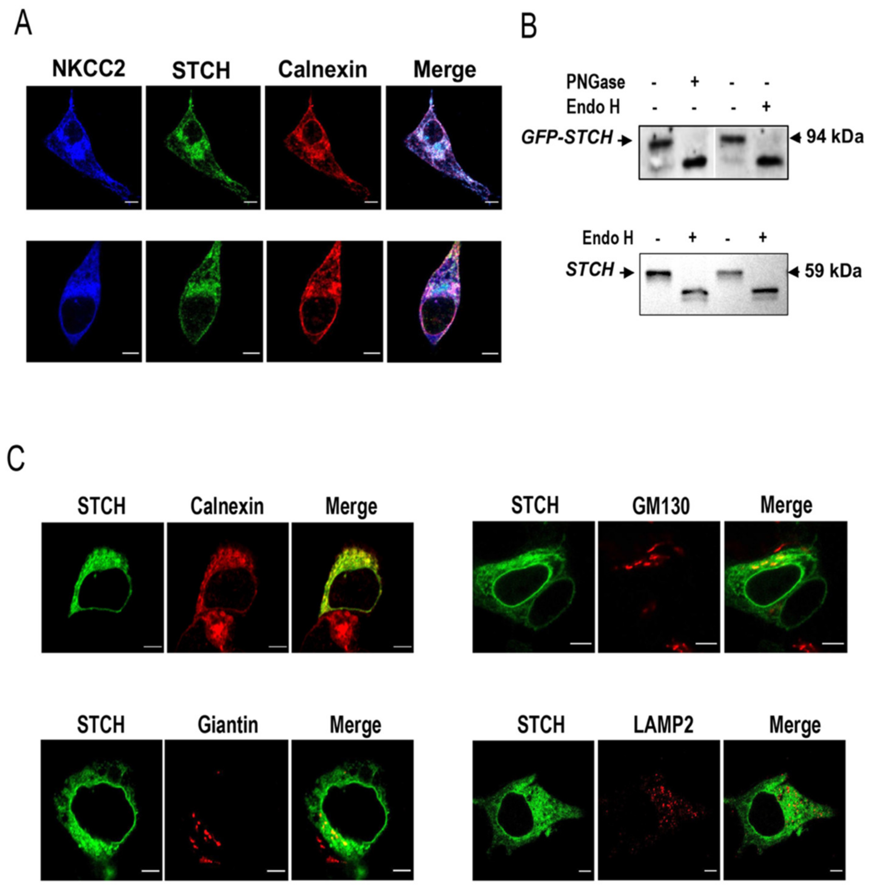 Ijms 22 02207 g002 Ijms 22 02207 g002
