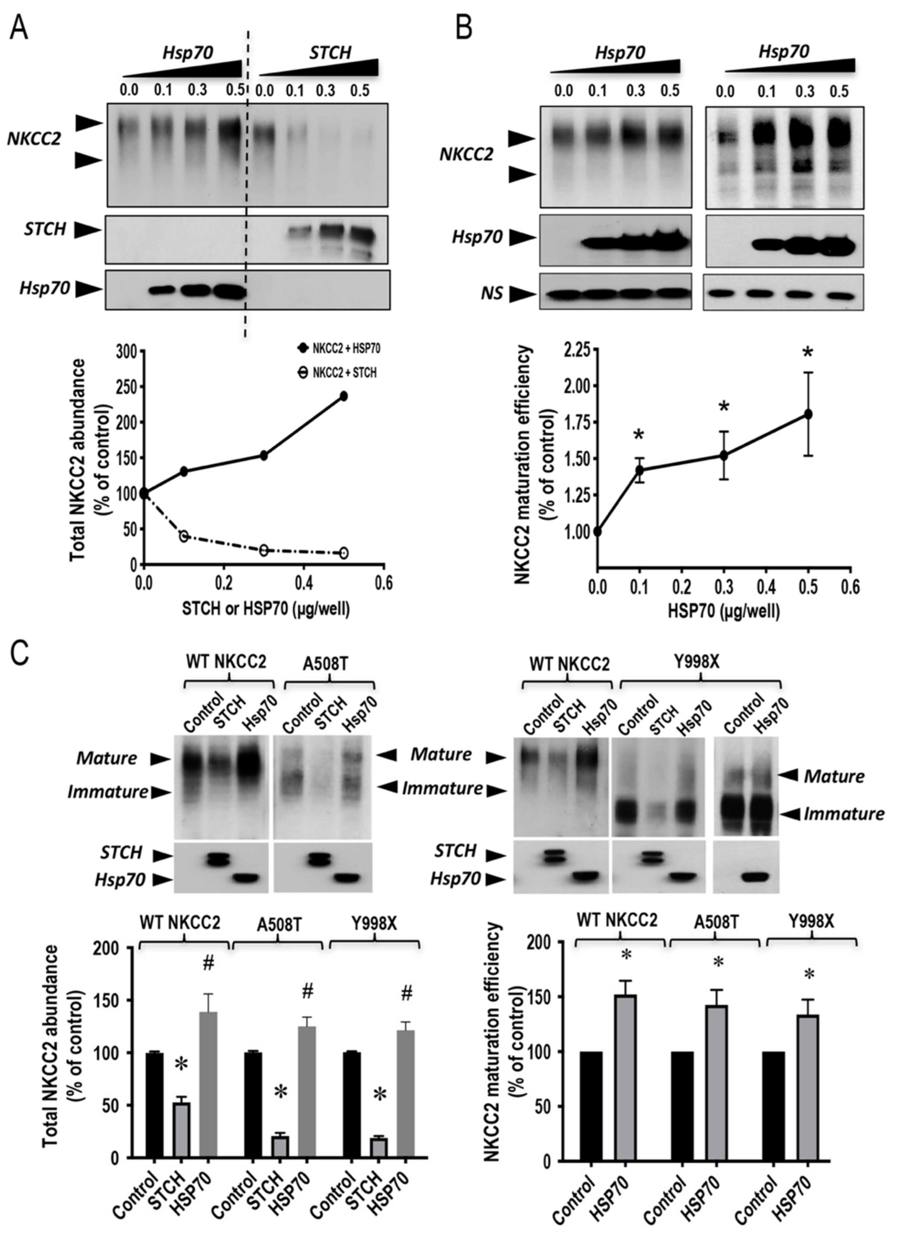 Ijms 22 02207 g007 Ijms 22 02207 g007