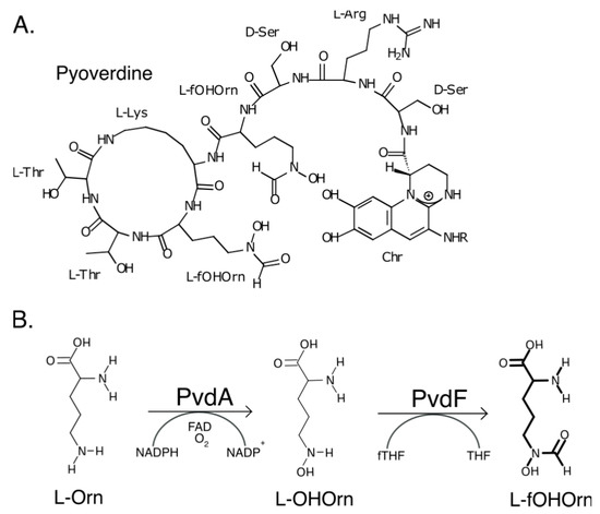 Pyoverdine Identification of Active Site Residues of the Siderophore Synthesis ...