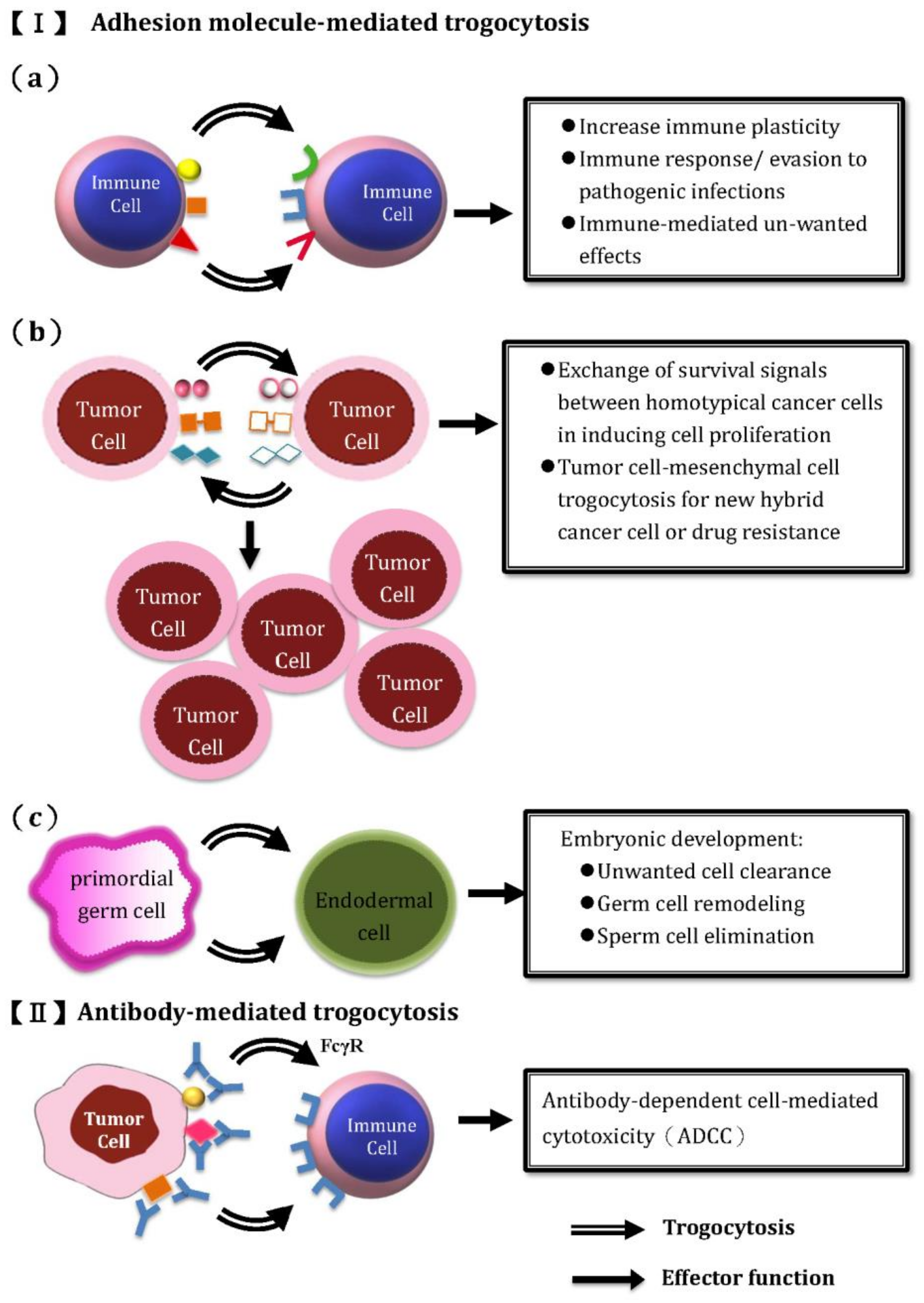 ijms free full text trogocytosis between non immune cells for cell clearance and among immune related cells for modulating immune responses and autoimmunity html