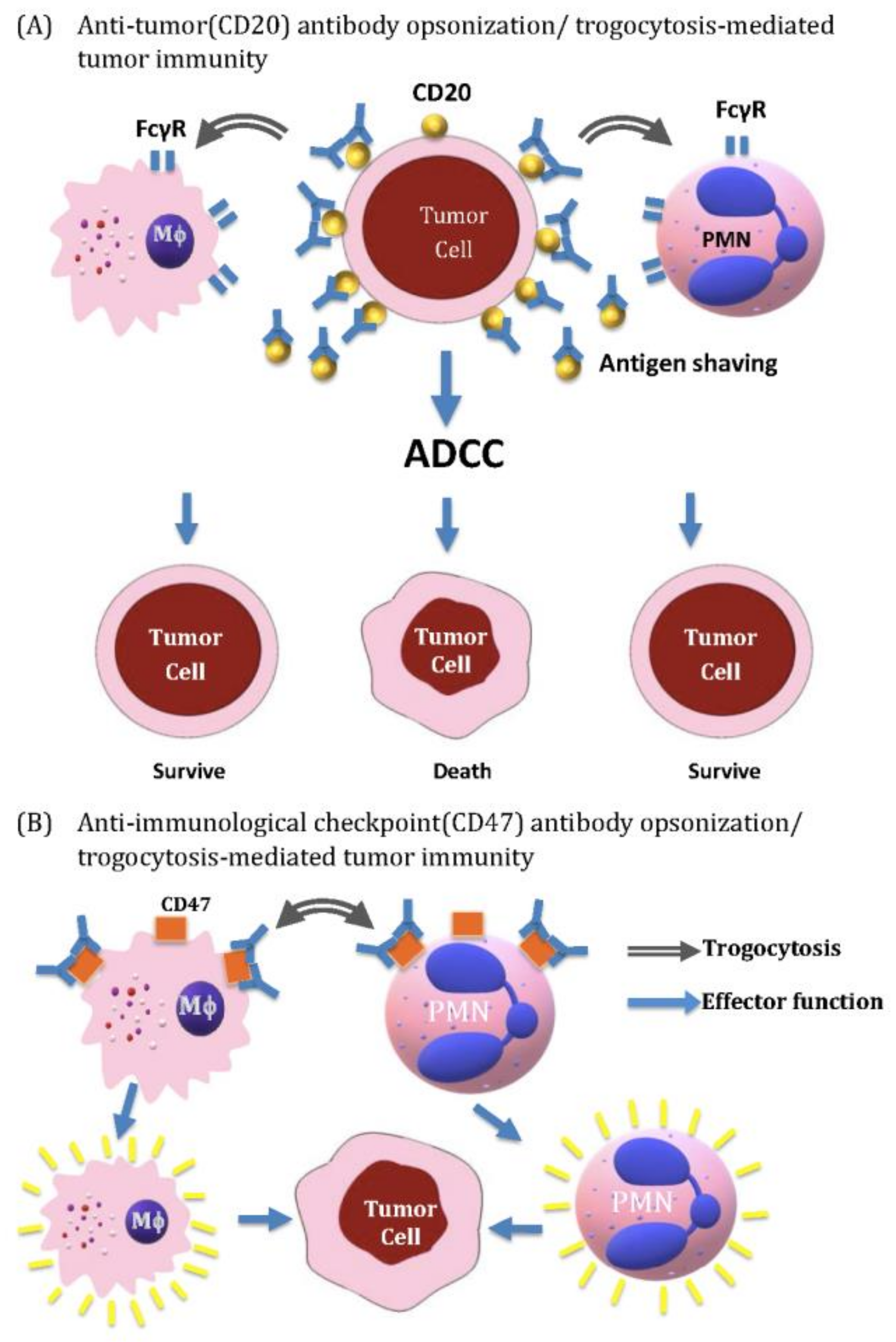 ijms free full text trogocytosis between non immune cells for cell clearance and among immune related cells for modulating immune responses and autoimmunity html