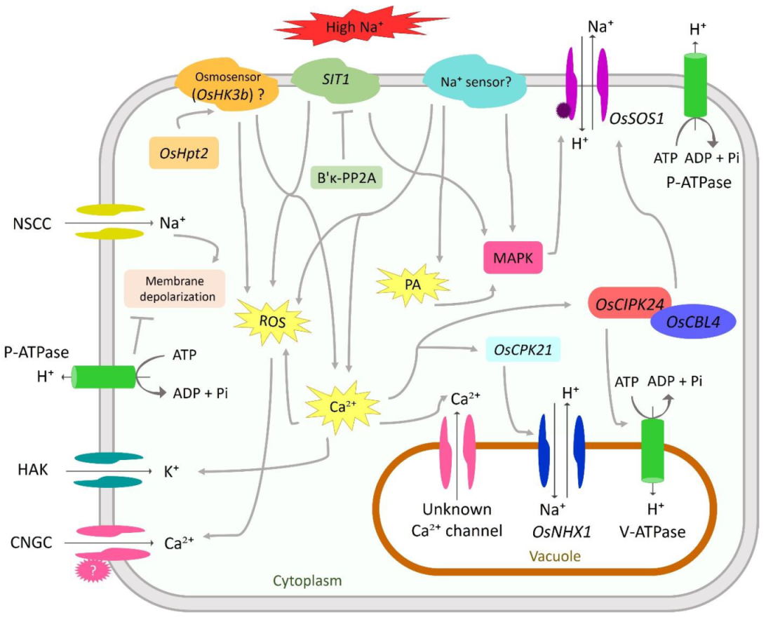 Ijms 22 02254 g001 Ijms 22 02254 g001