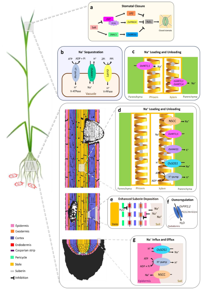 Ijms 22 02254 g003 Ijms 22 02254 g003