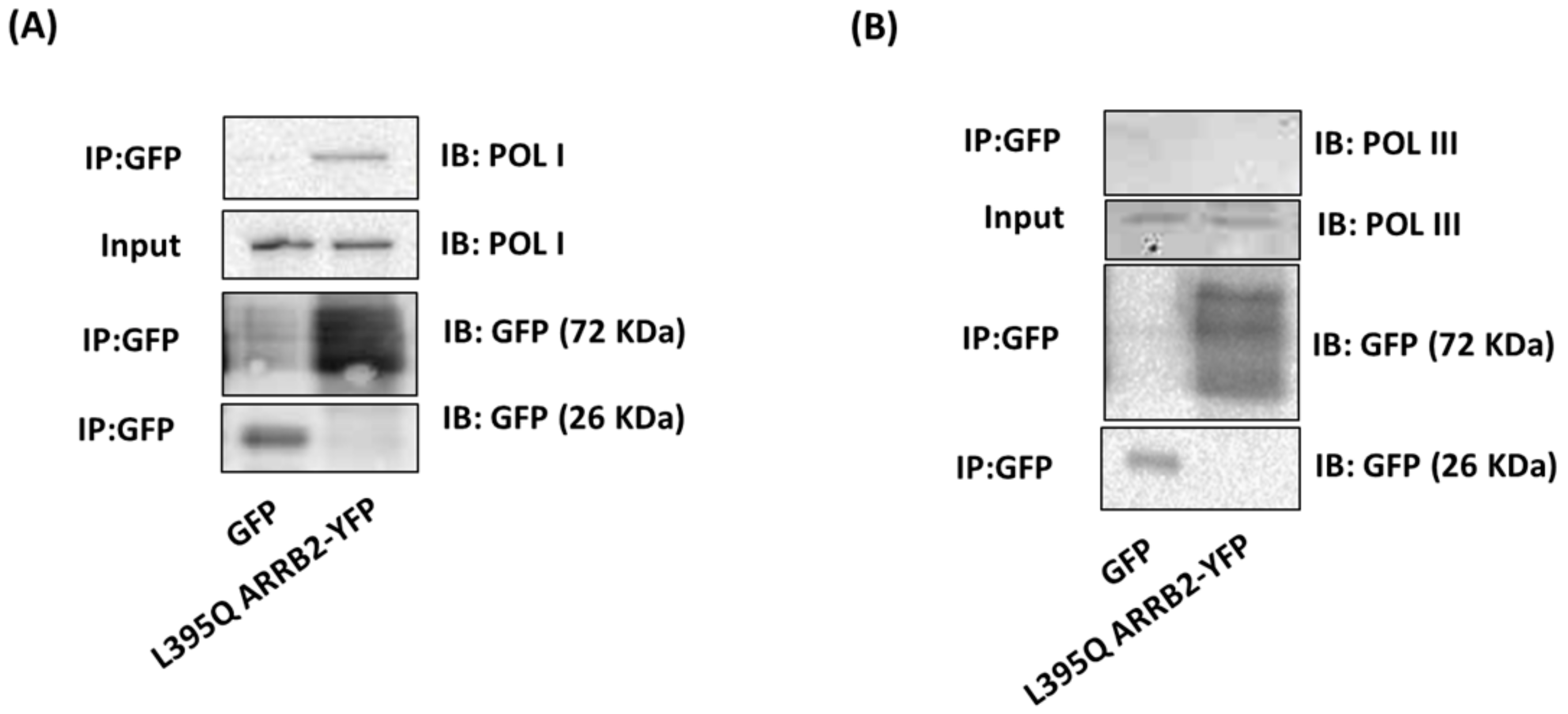 Ijms 22 02280 g004 Ijms 22 02280 g004