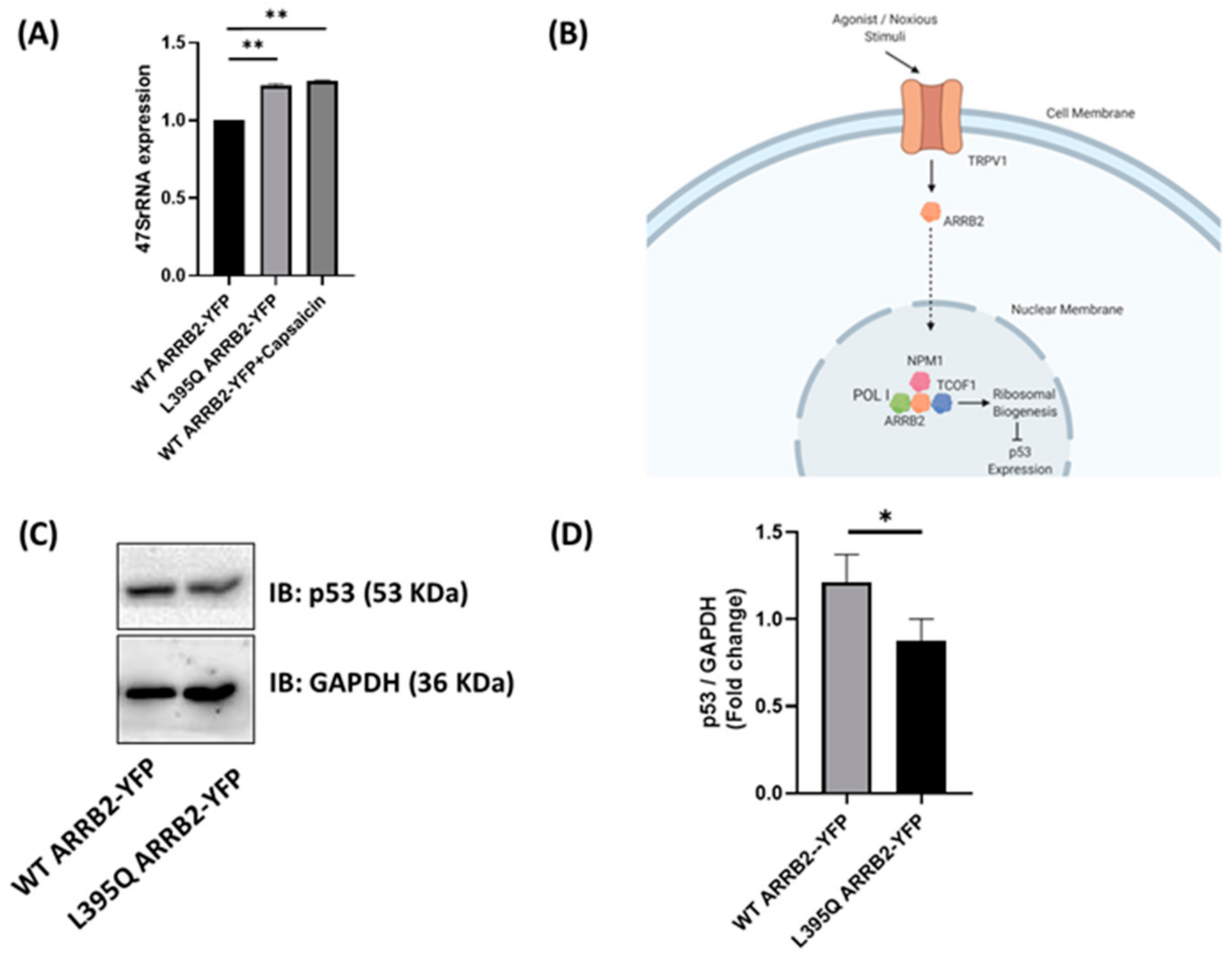 Ijms 22 02280 g005 Ijms 22 02280 g005