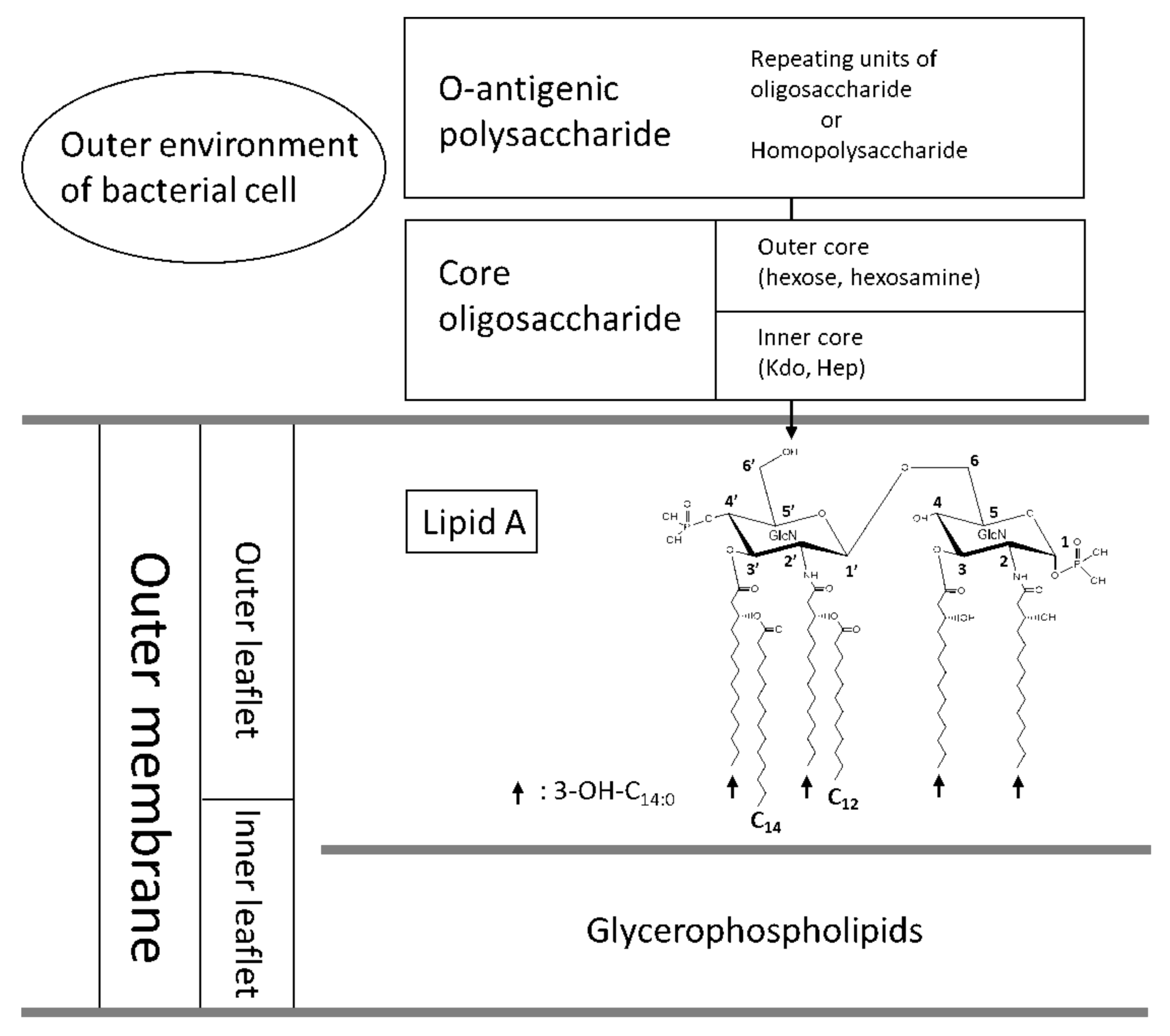 Ijms 22 02281 g001 Ijms 22 02281 g001