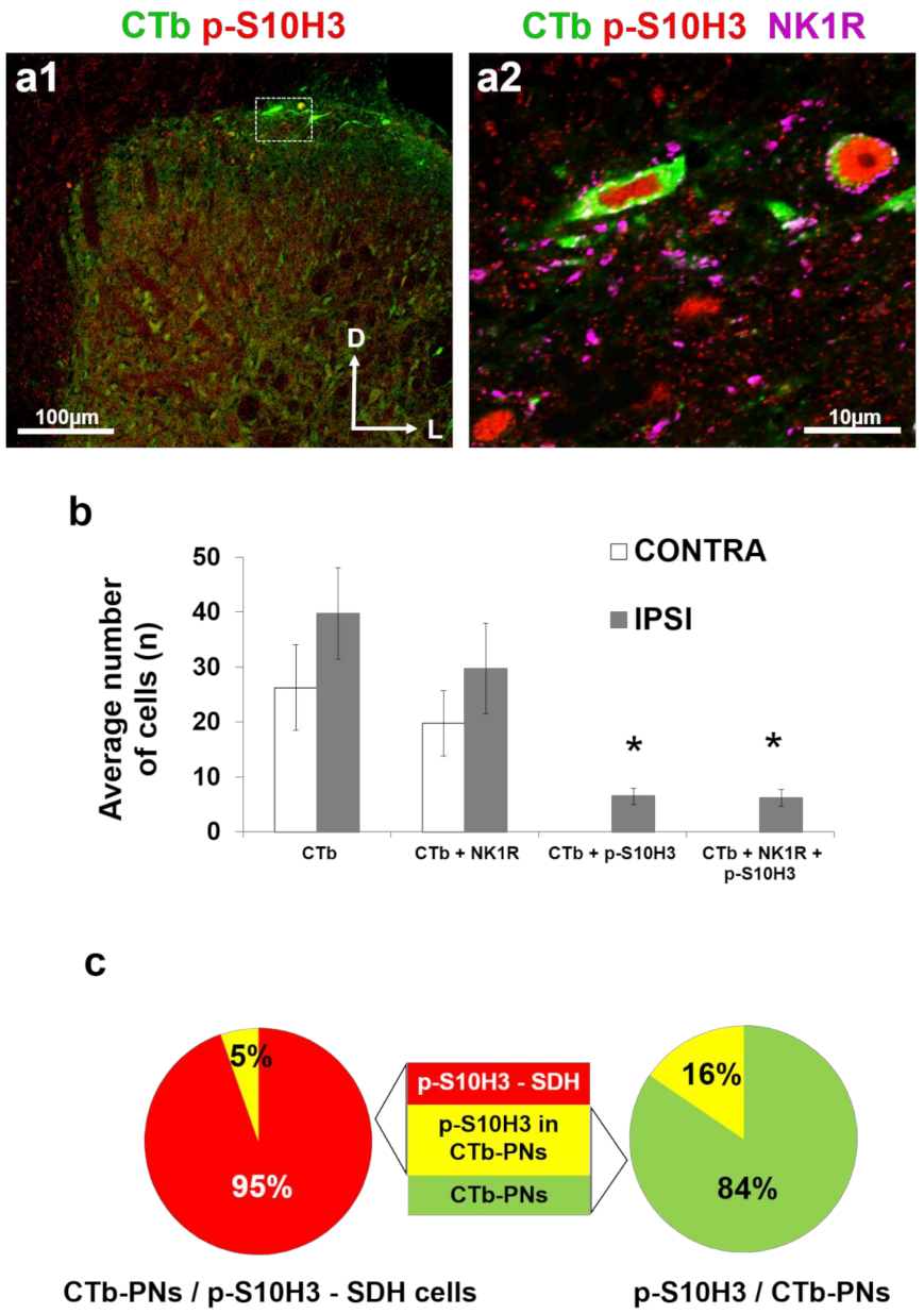 Ijms 22 02297 g004 Ijms 22 02297 g004