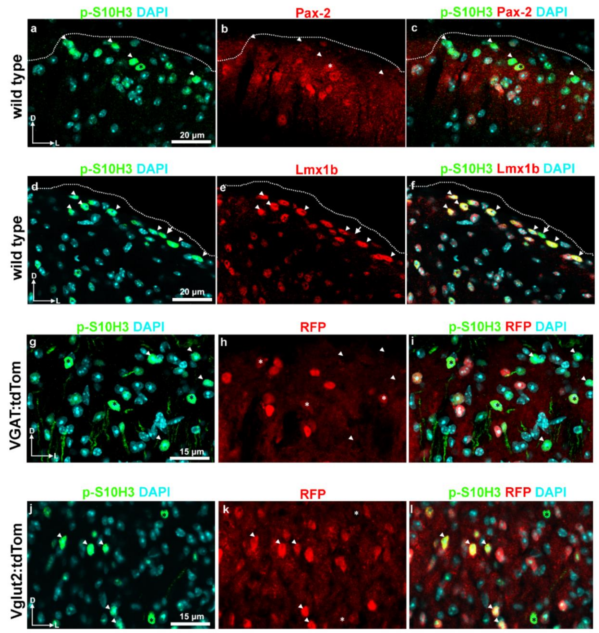 Ijms 22 02297 g005 Ijms 22 02297 g005