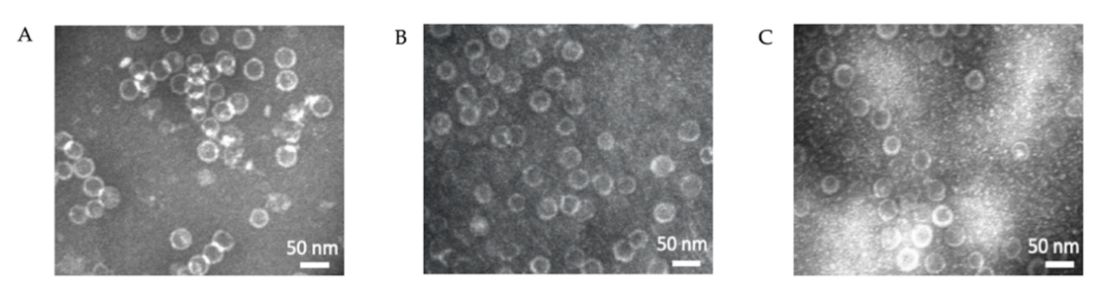 Ijms 22 02320 g005 Ijms 22 02320 g005