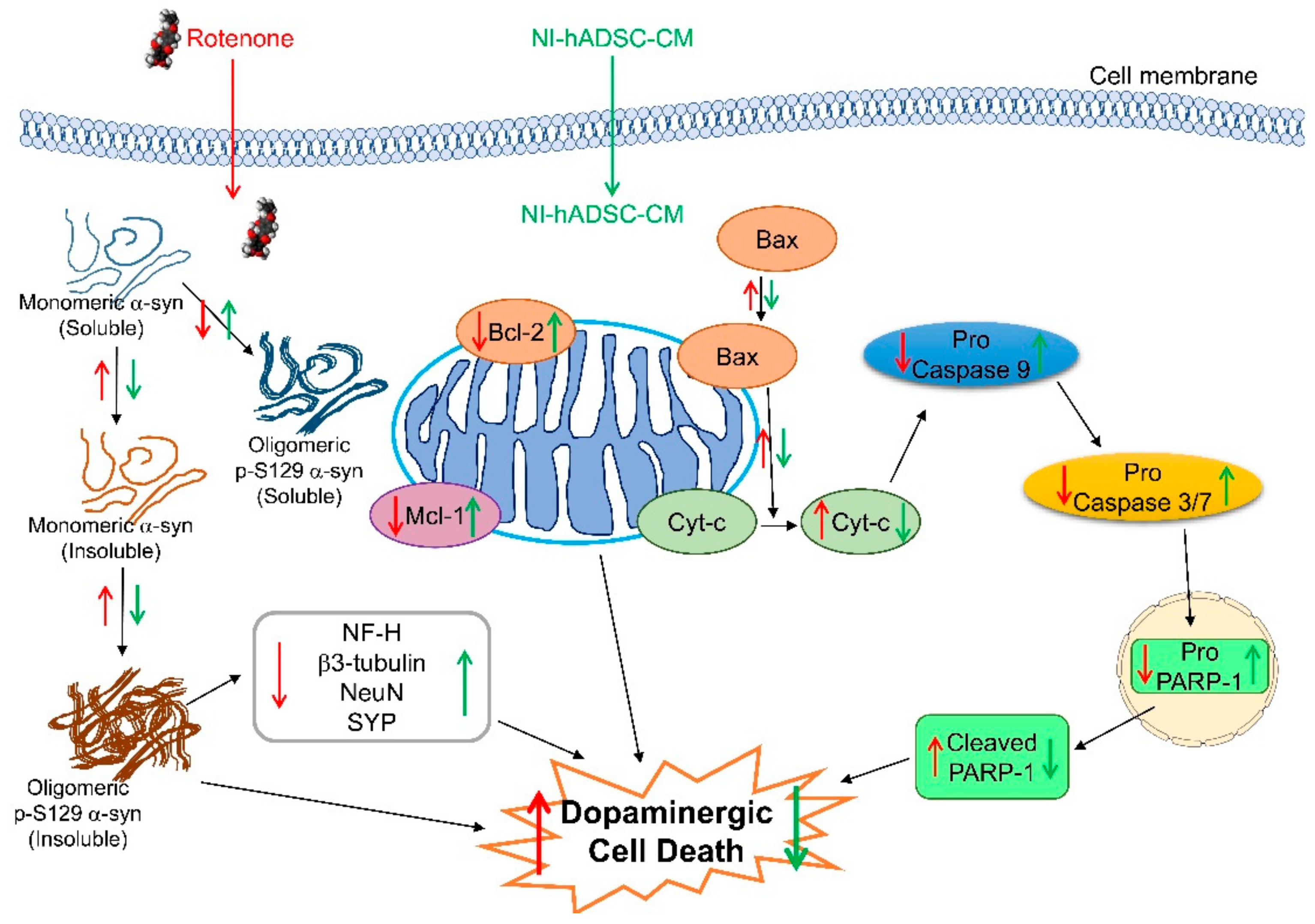 Ijms 22 02322 g008 Ijms 22 02322 g008