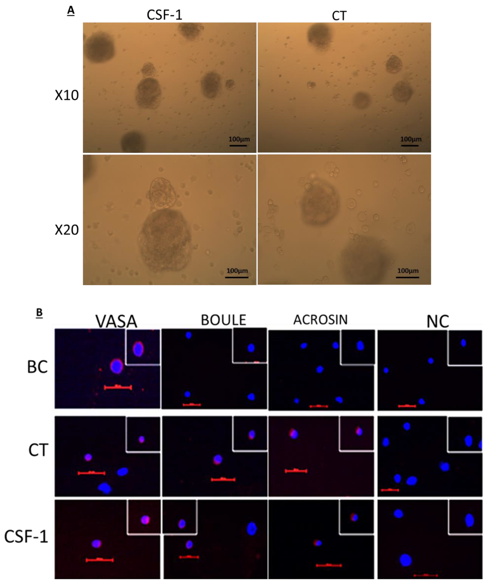 Ijms 22 02325 g004a