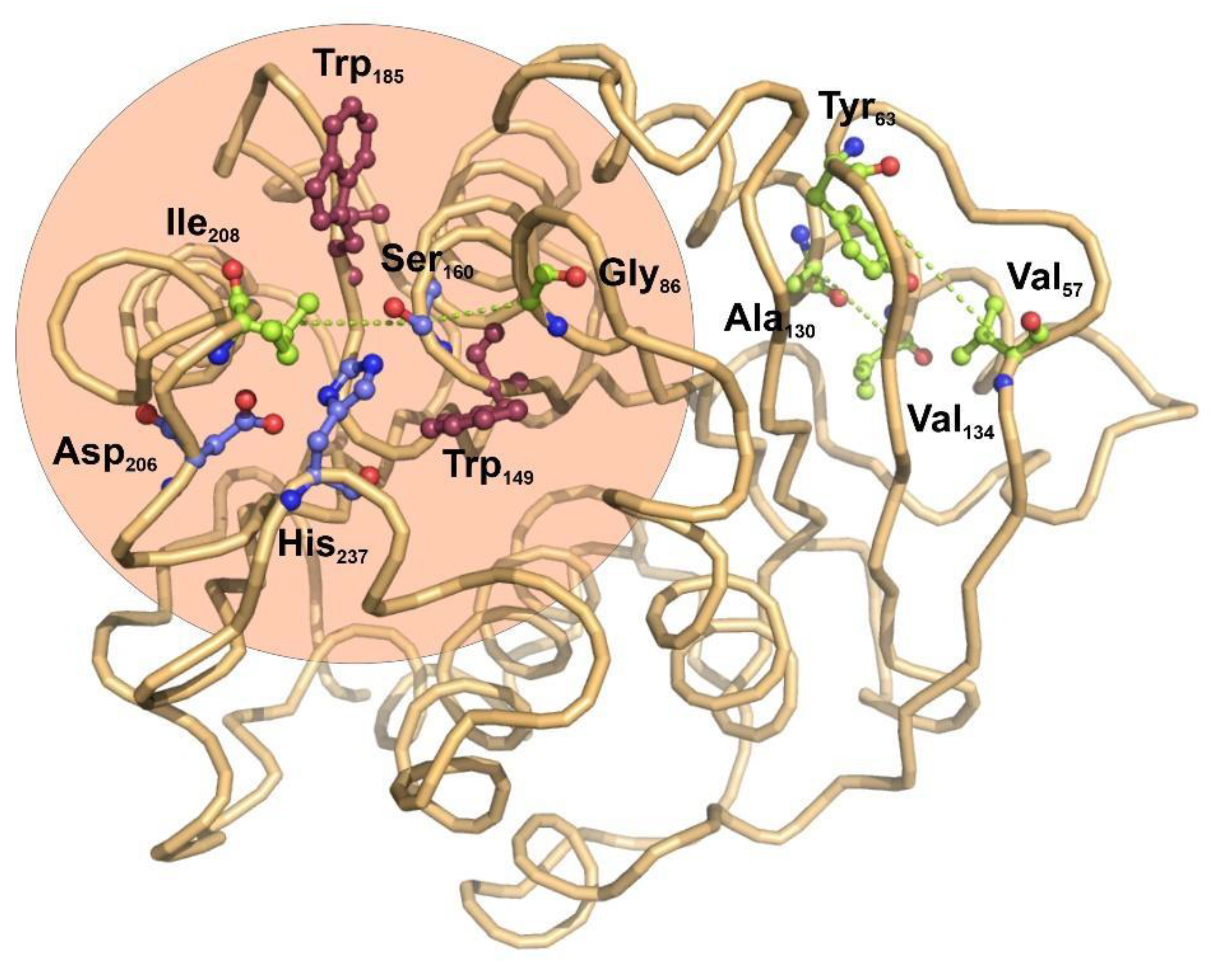Ijms 22 02332 g002 Ijms 22 02332 g002