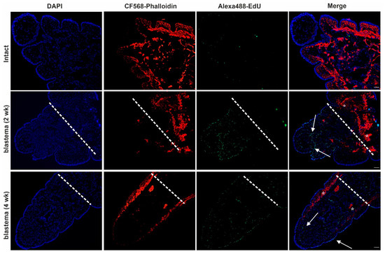 ijms free full text injury induced innate immune response during segment regeneration of the earthworm eisenia andrei html