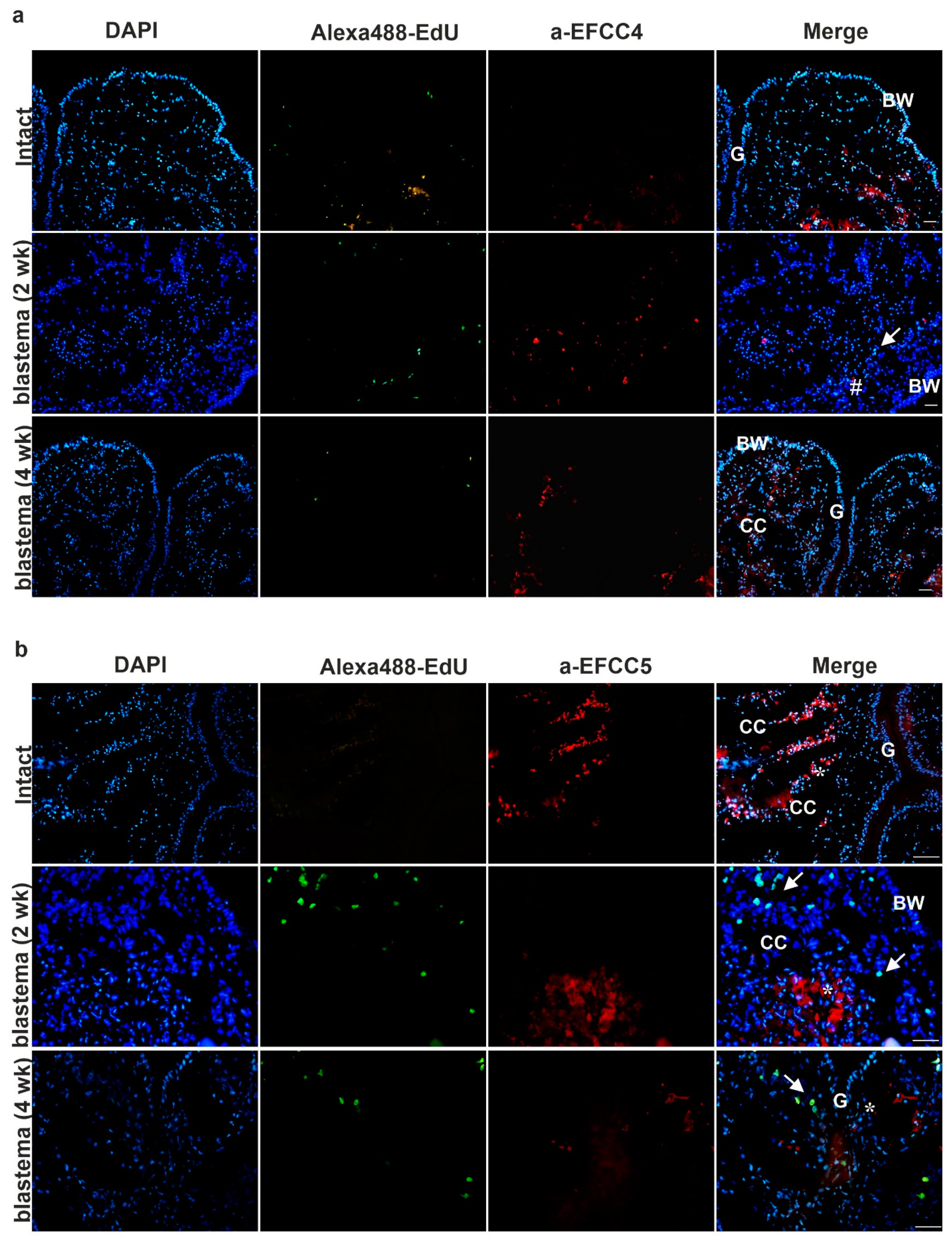 Ijms 22 02363 g006 Ijms 22 02363 g006