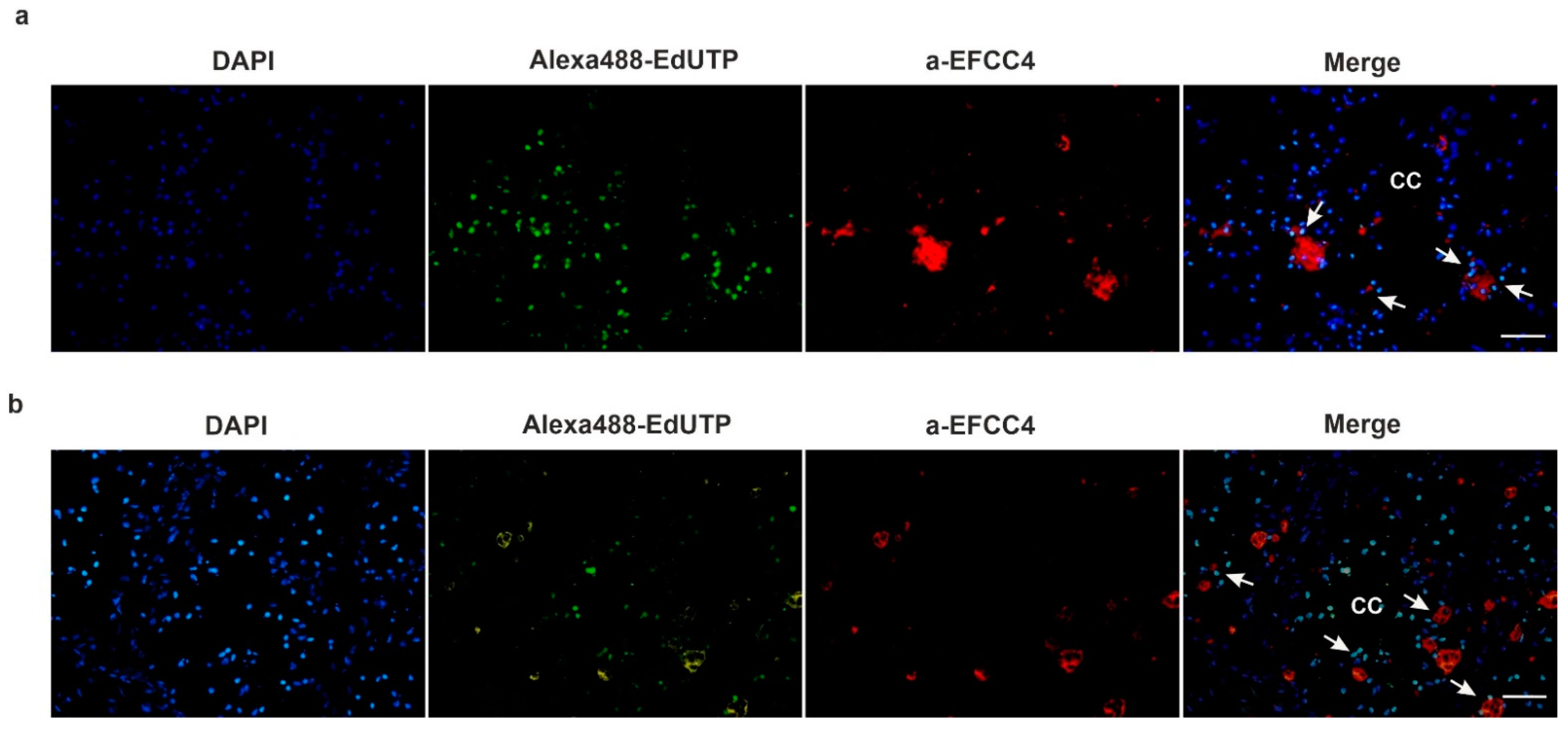 Ijms 22 02363 g007 Ijms 22 02363 g007