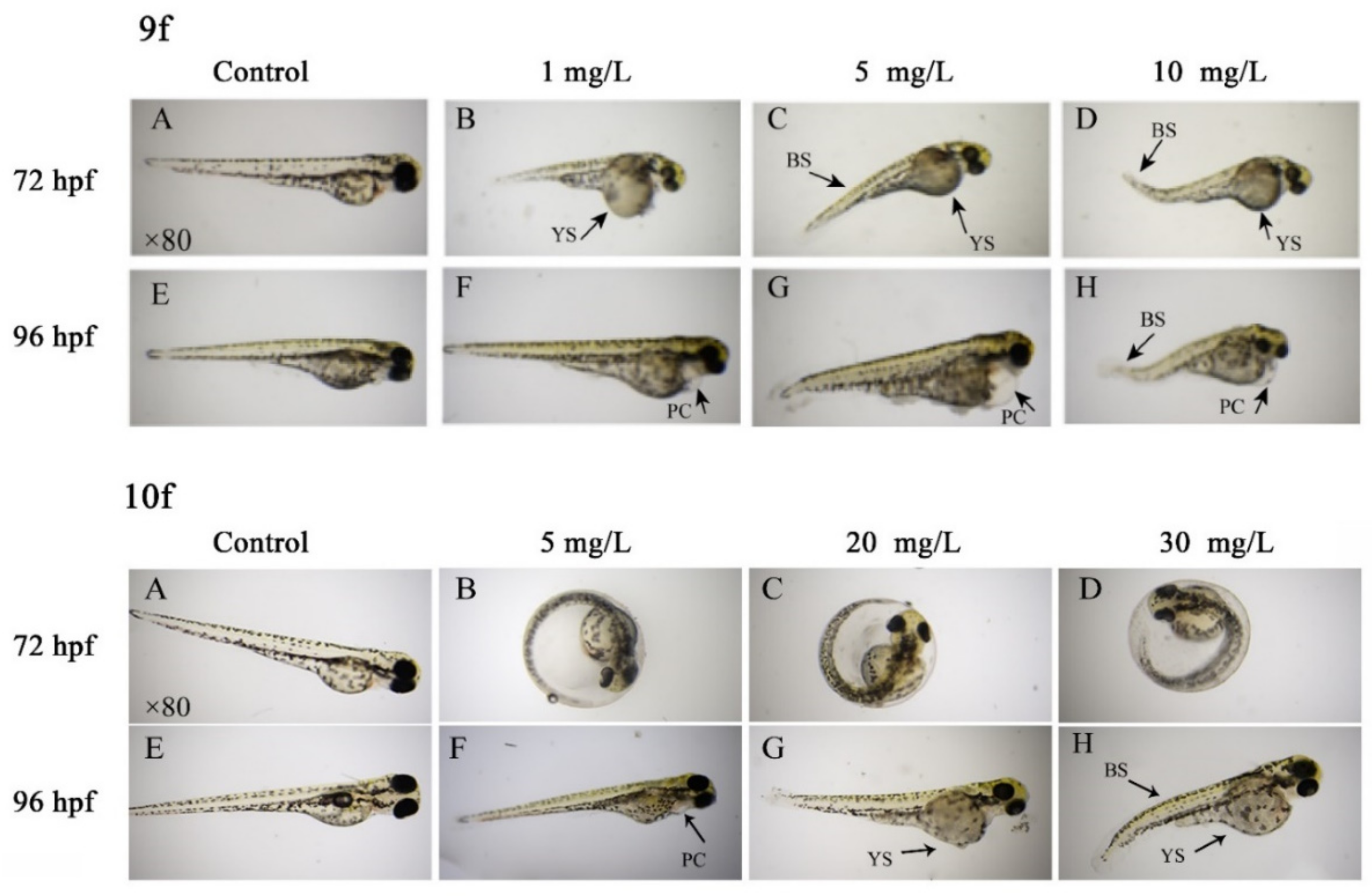 Ijms 22 02367 g004 Ijms 22 02367 g004