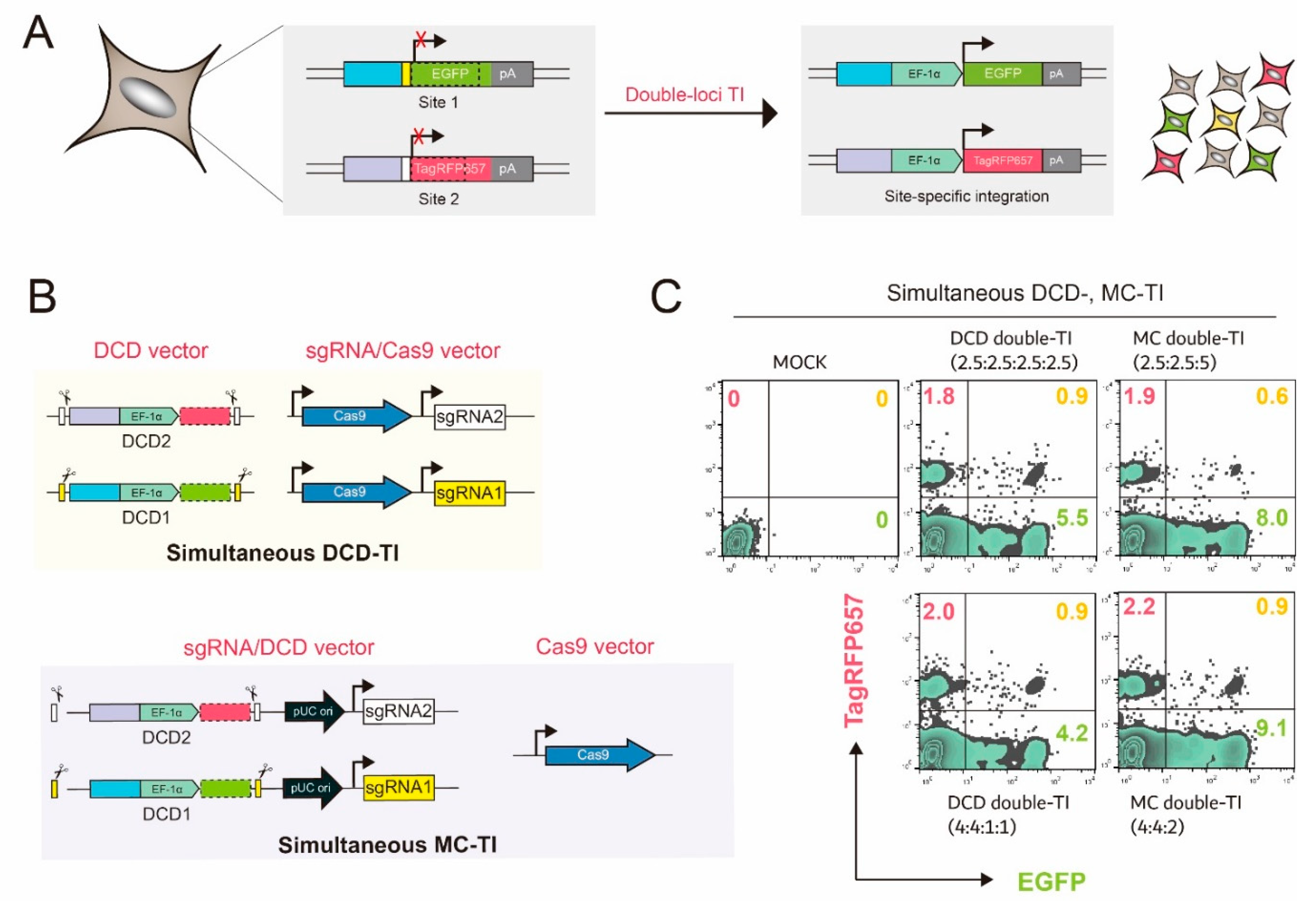 Ijms 22 02407 g004 Ijms 22 02407 g004