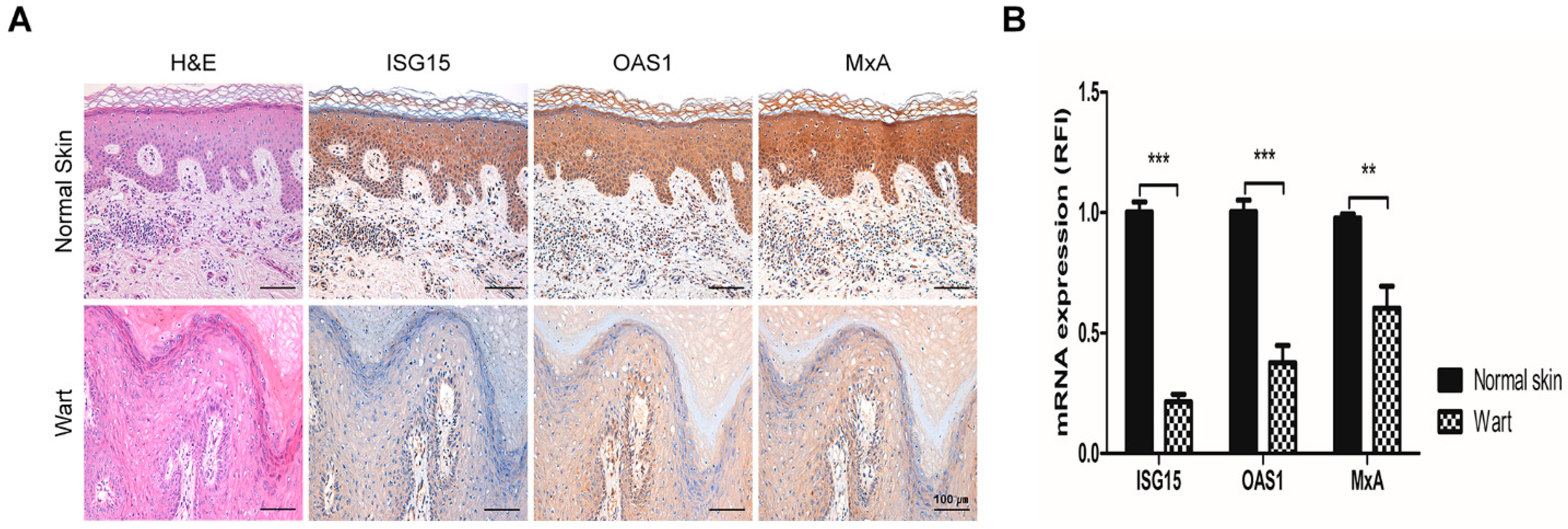 Ijms 22 02418 g001 Ijms 22 02418 g001