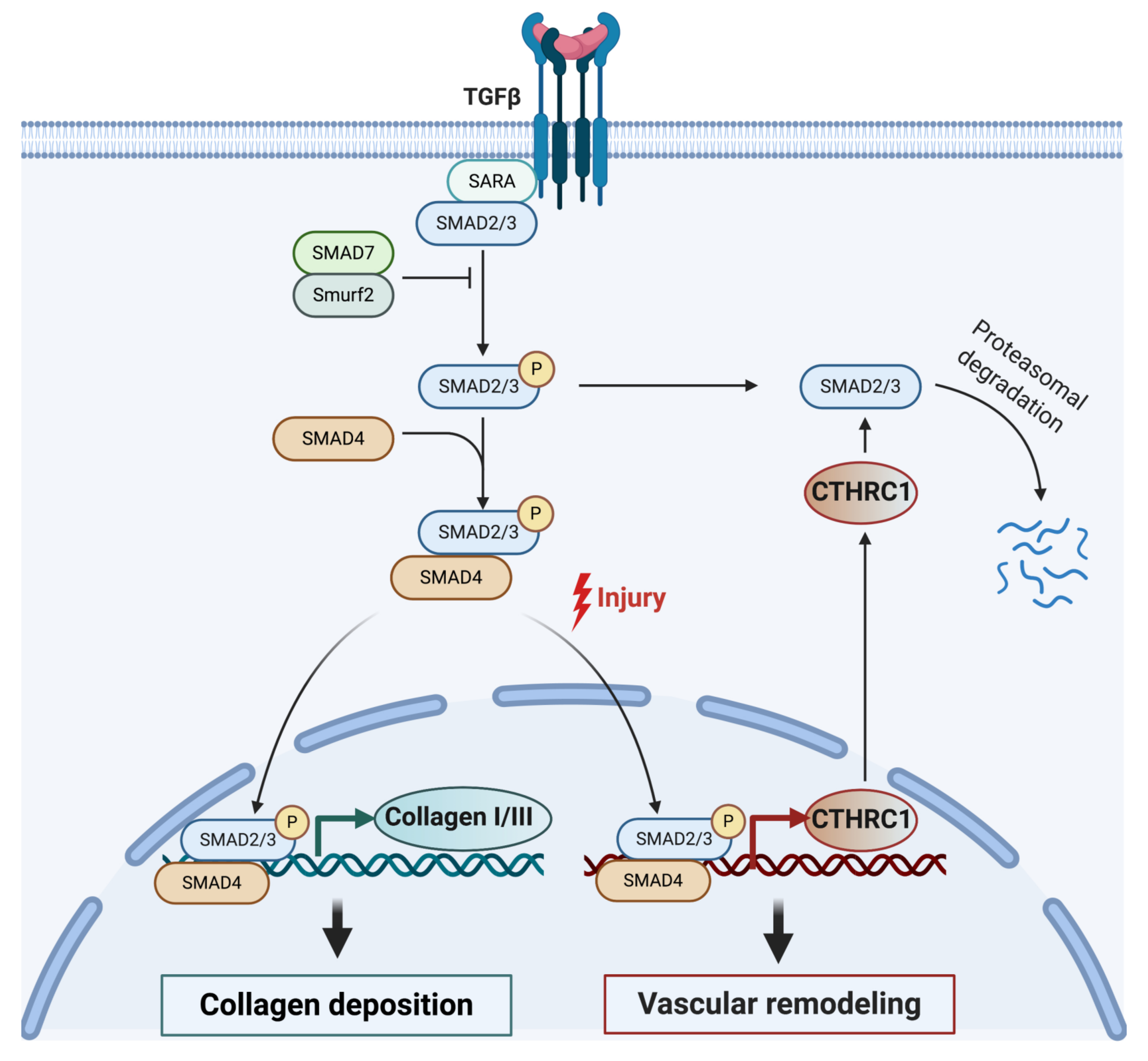 Ijms 22 02426 g002 Ijms 22 02426 g002