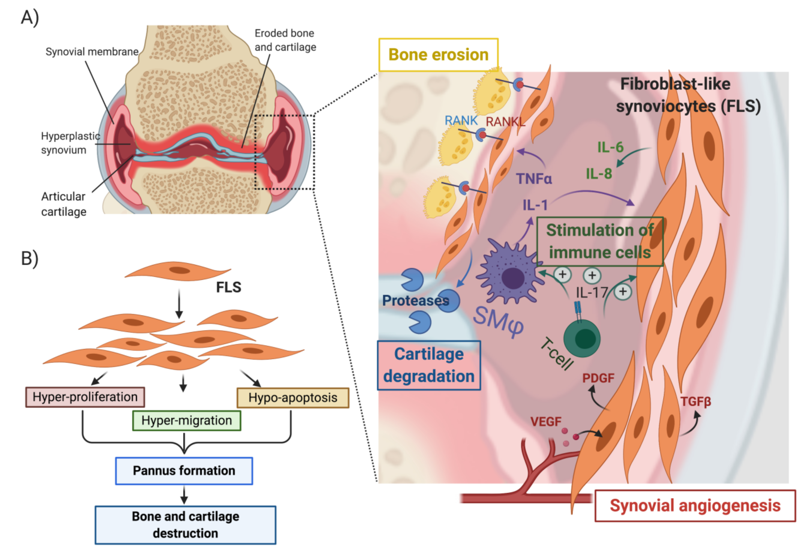 Ijms 22 02426 g004 Ijms 22 02426 g004