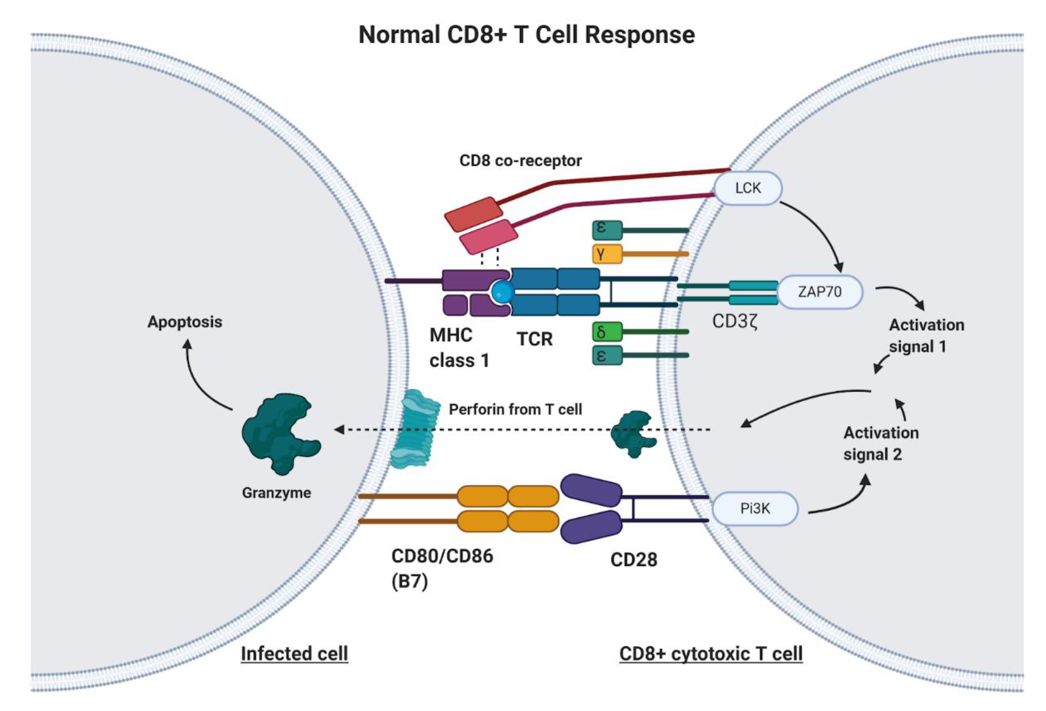 Ijms 22 02433 g001 Ijms 22 02433 g001