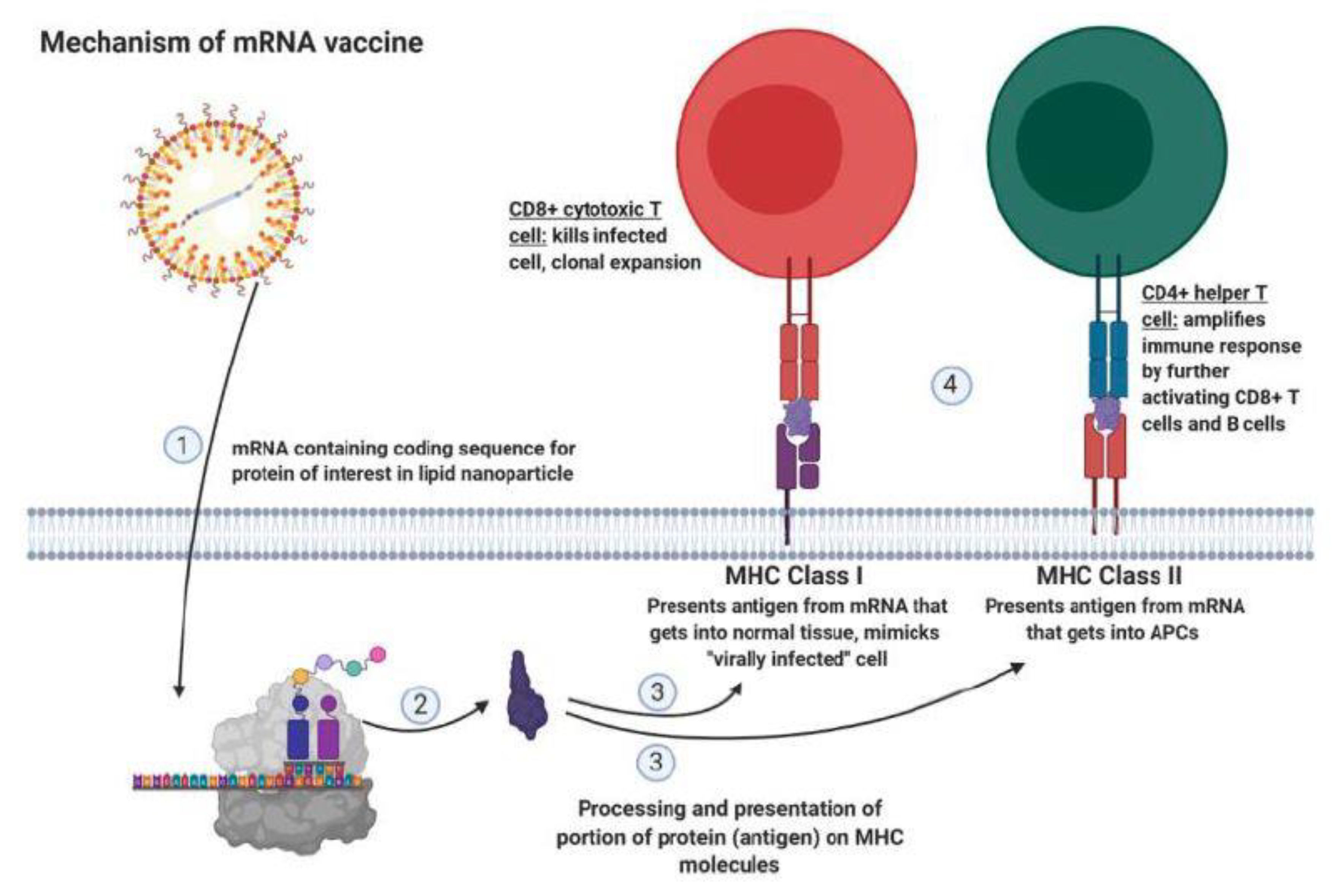 Ijms 22 02433 g004 Ijms 22 02433 g004