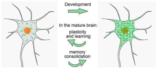 IJMS | Free Full-Text | An Extracellular Perspective on CNS 