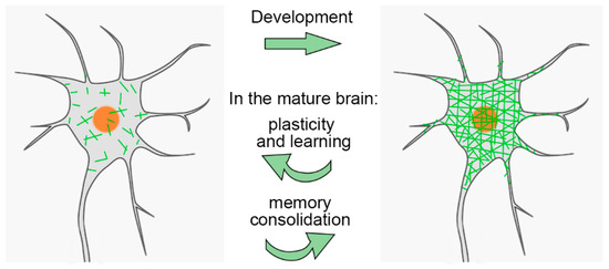 An Extracellular Perspective on CNS Maturation: Perineuronal