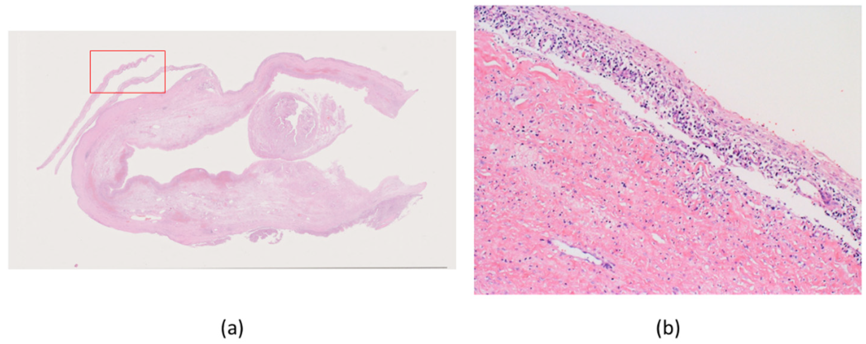 Ijms 22 02436 g003 Ijms 22 02436 g003