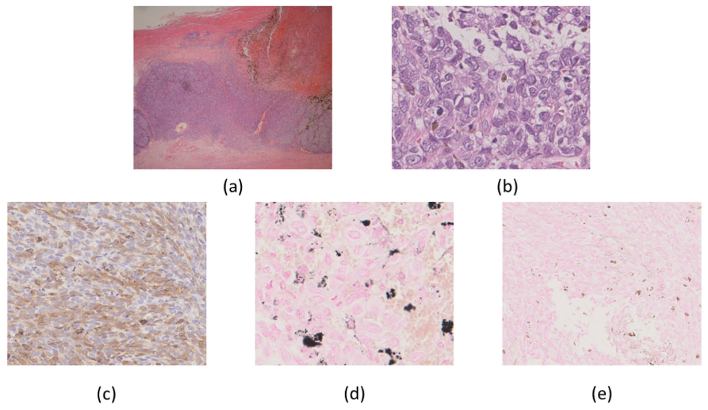 Ijms 22 02436 g004 Ijms 22 02436 g004