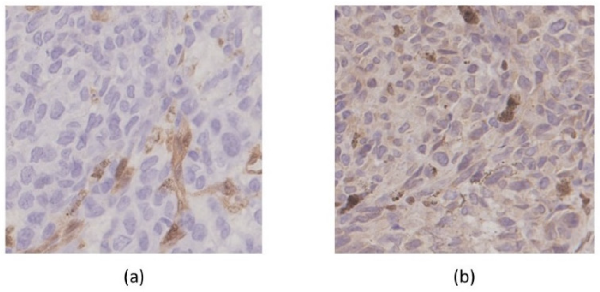 Ijms 22 02436 g006 Ijms 22 02436 g006